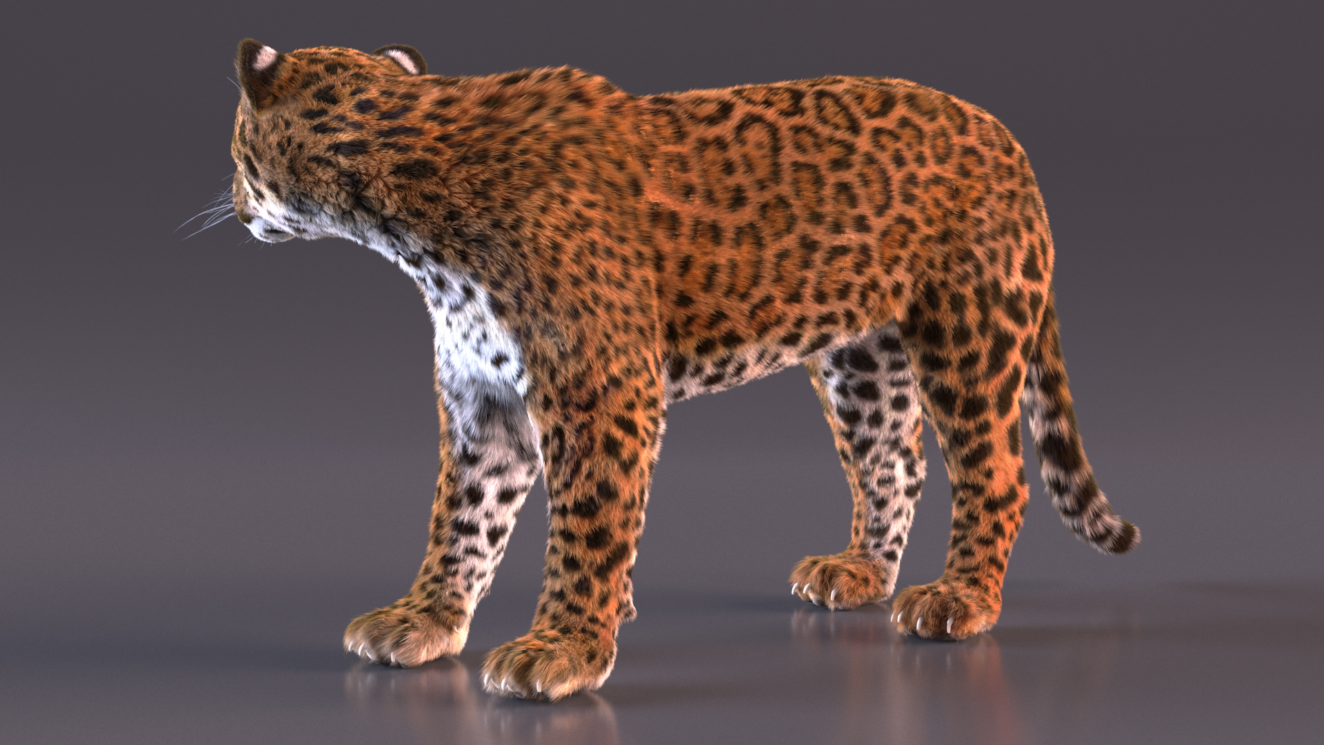 3D Jaguar Stand Pose Fur