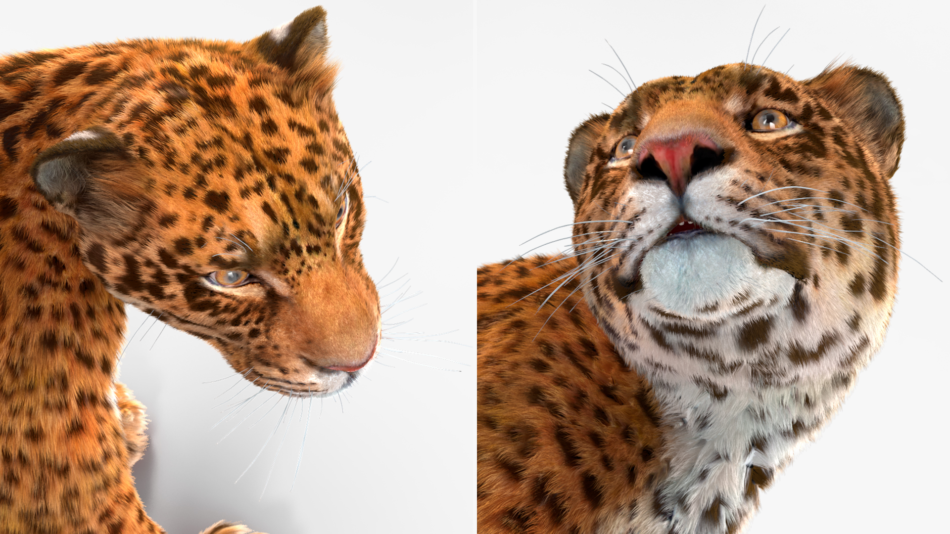 3D Jaguar Stand Pose Fur