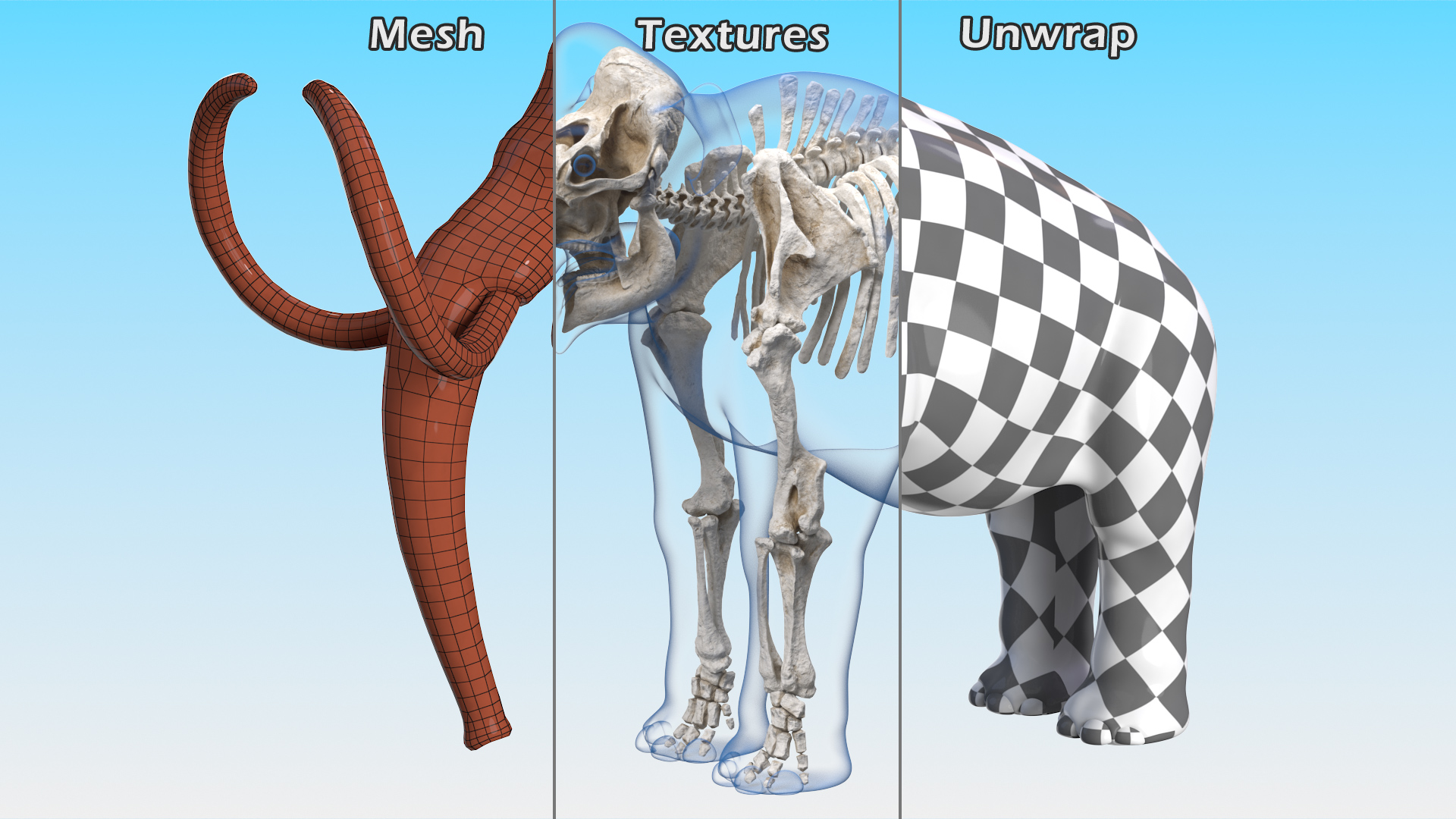 3D Adult Mammoth Clean Skeleton Shell Rigged