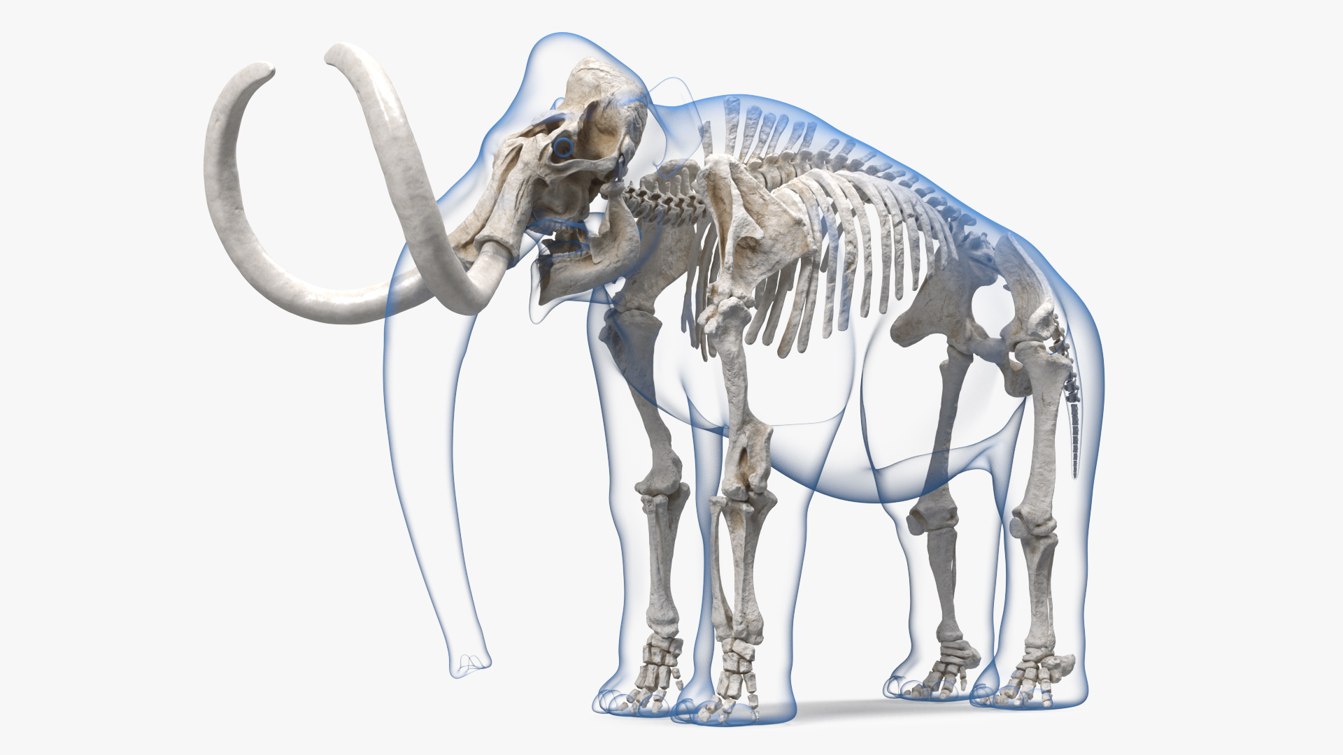 3D Adult Mammoth Clean Skeleton Shell Rigged