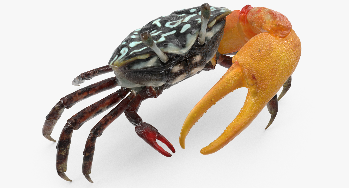3D Calling Crab Standing Pose