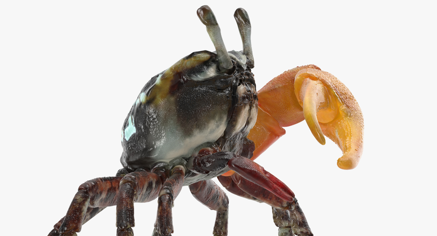 3D Calling Crab Standing Pose