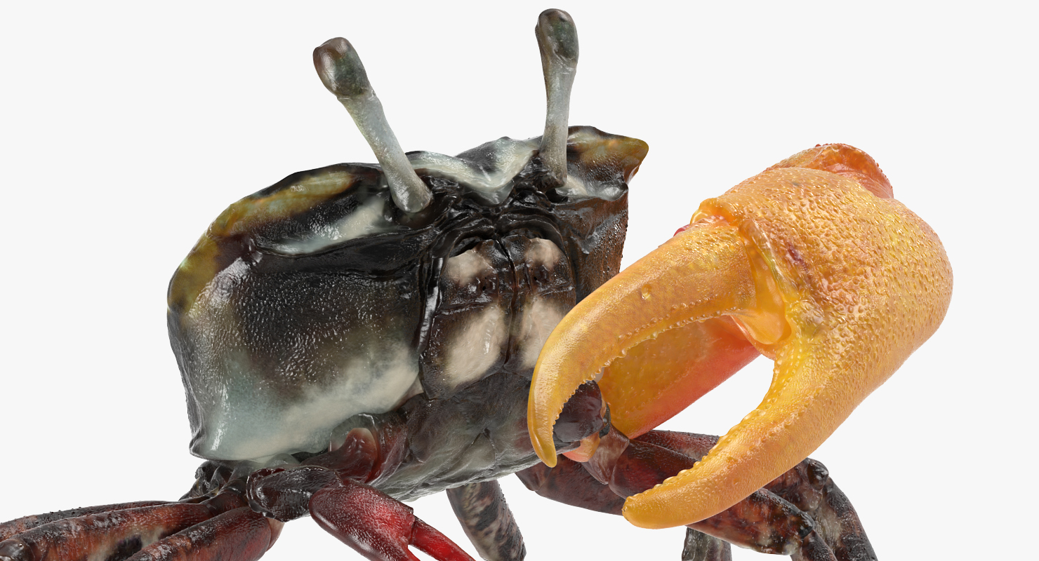 3D Calling Crab Standing Pose