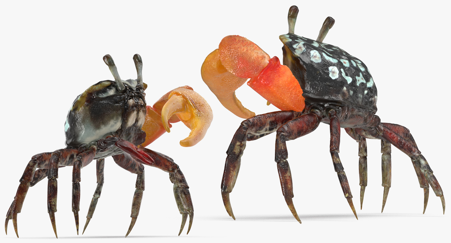 3D Calling Crab Standing Pose