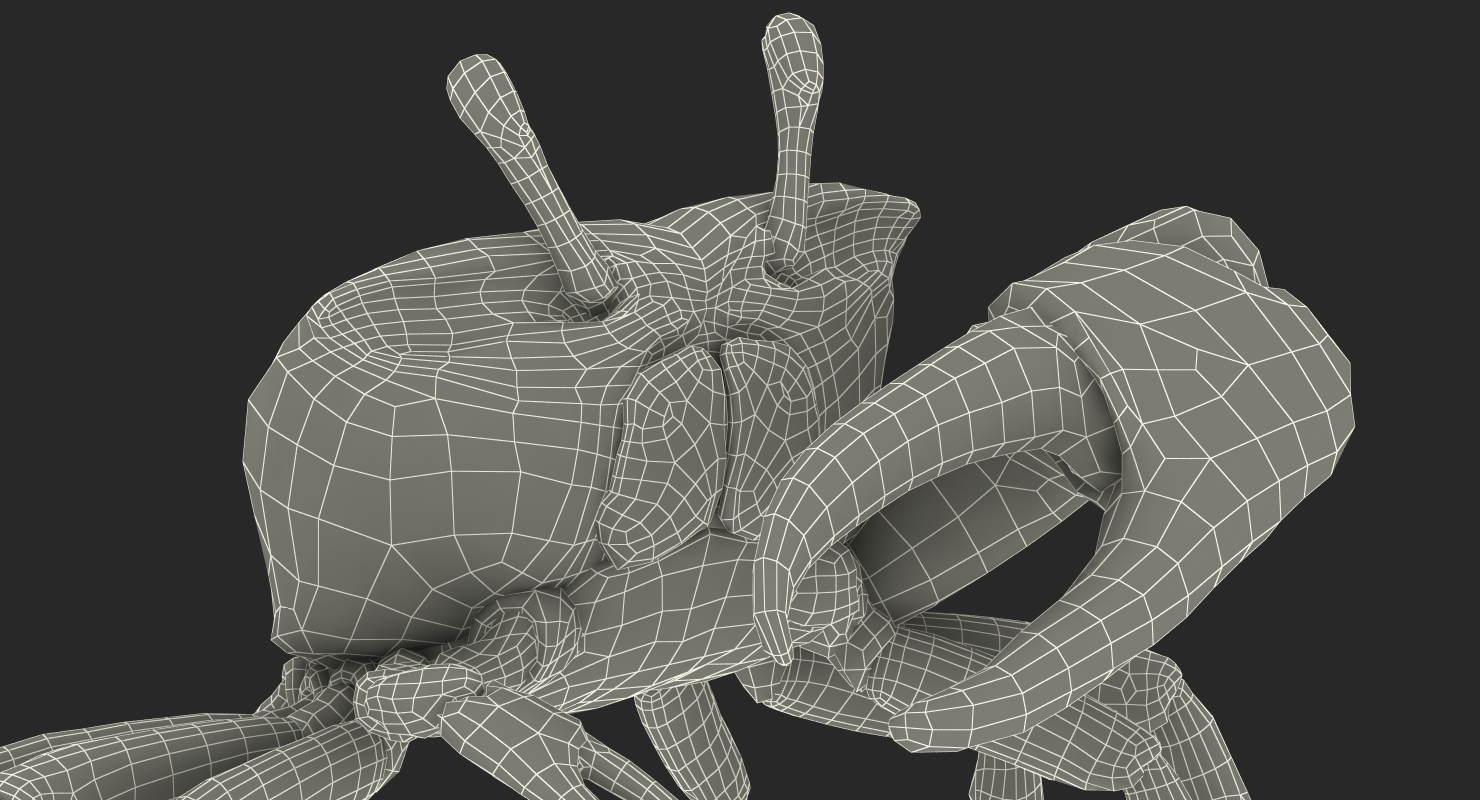 3D Calling Crab Standing Pose