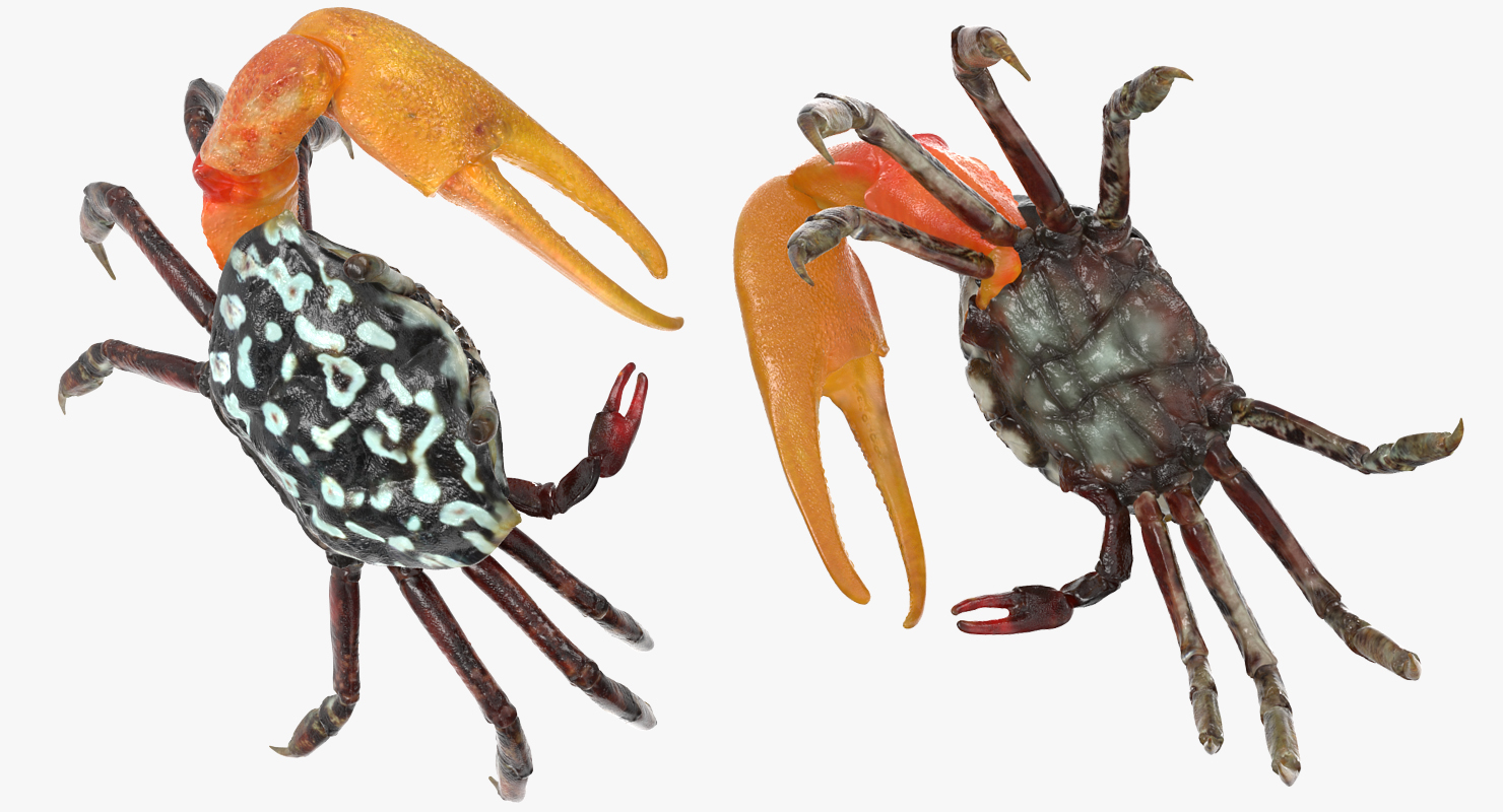 3D Calling Crab Standing Pose