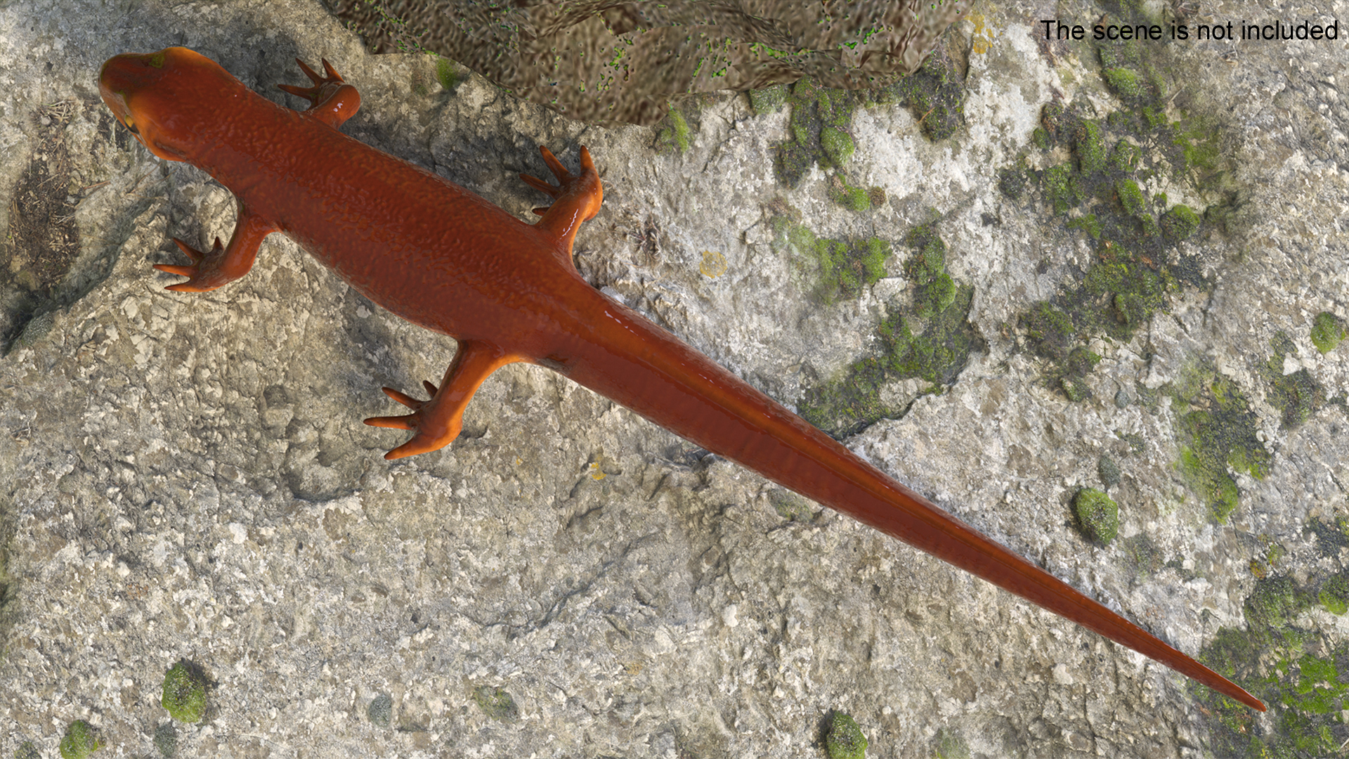 3D model California Newt