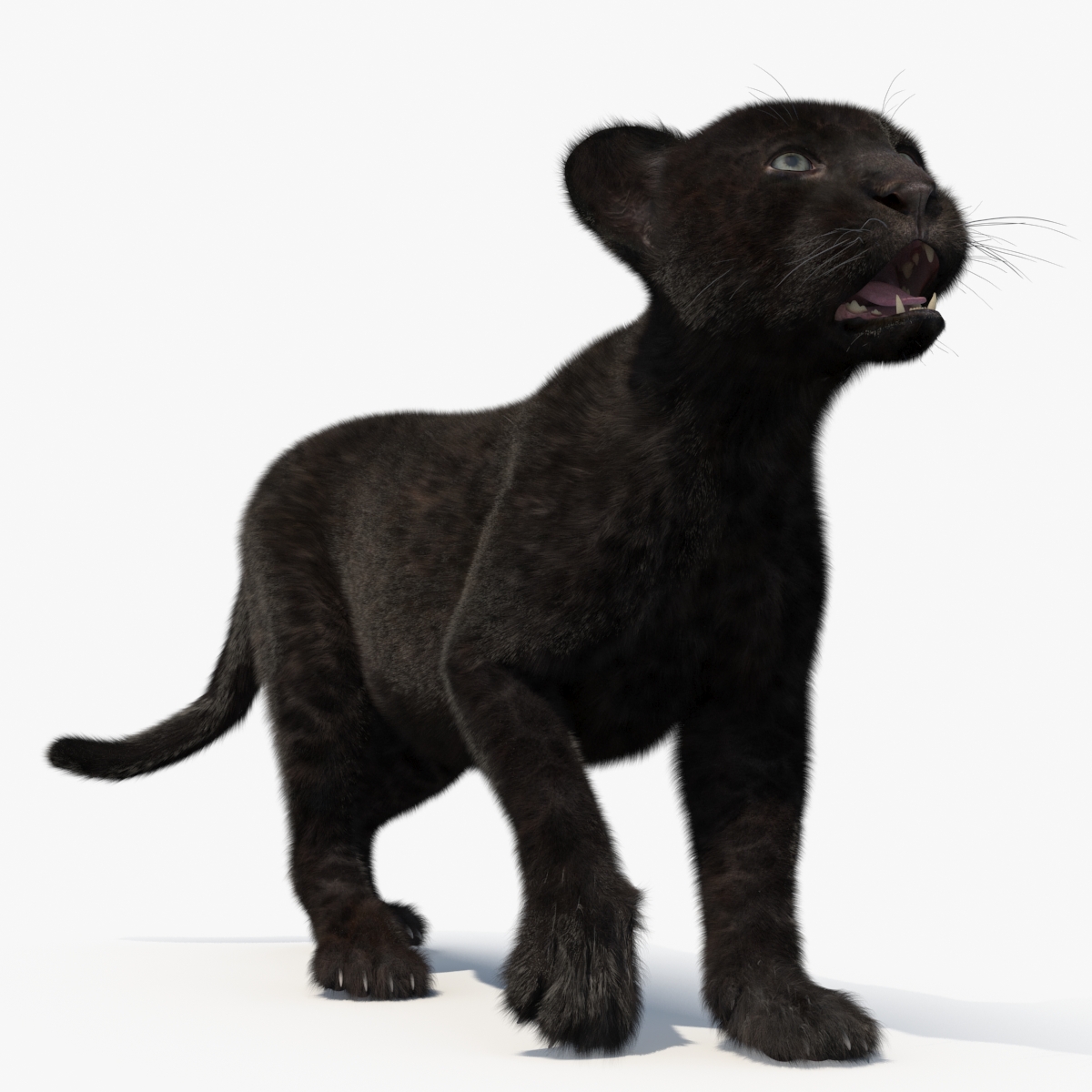 Panther Cub Fur Rigged 3D
