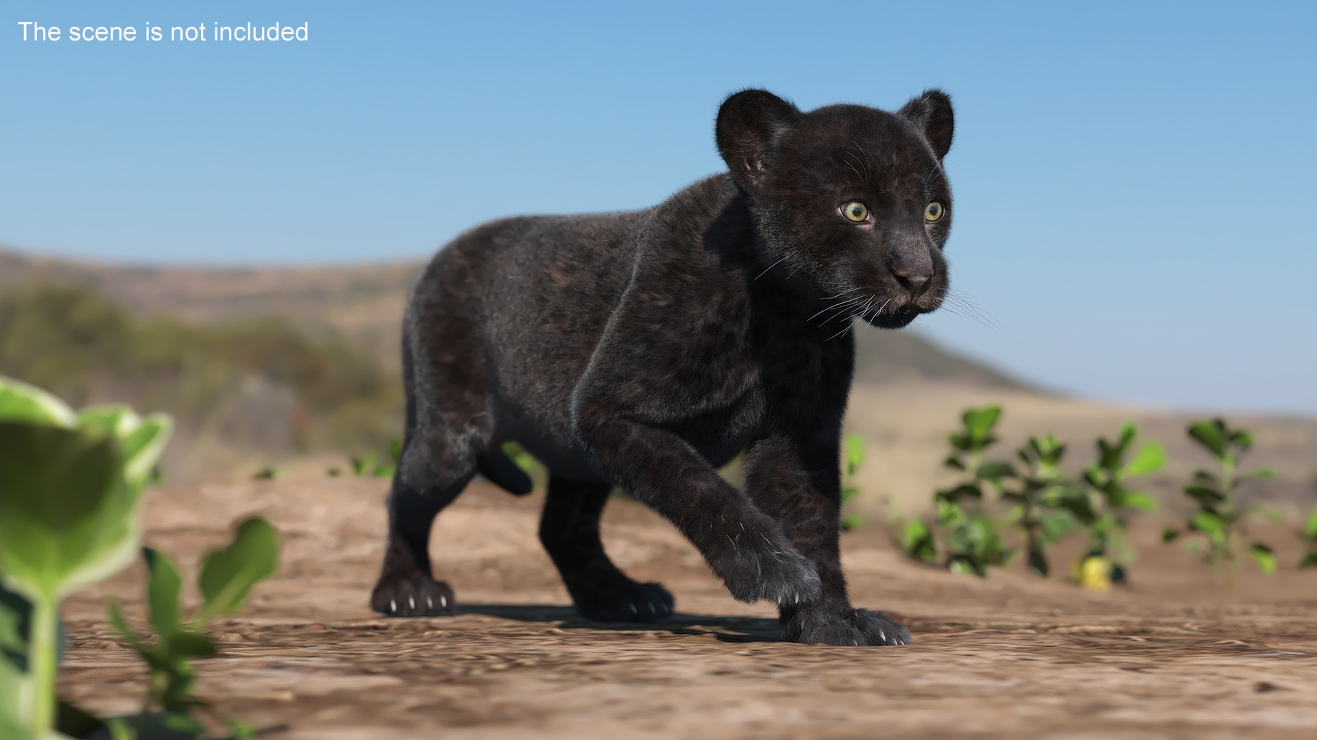 Panther Cub Fur Rigged 3D