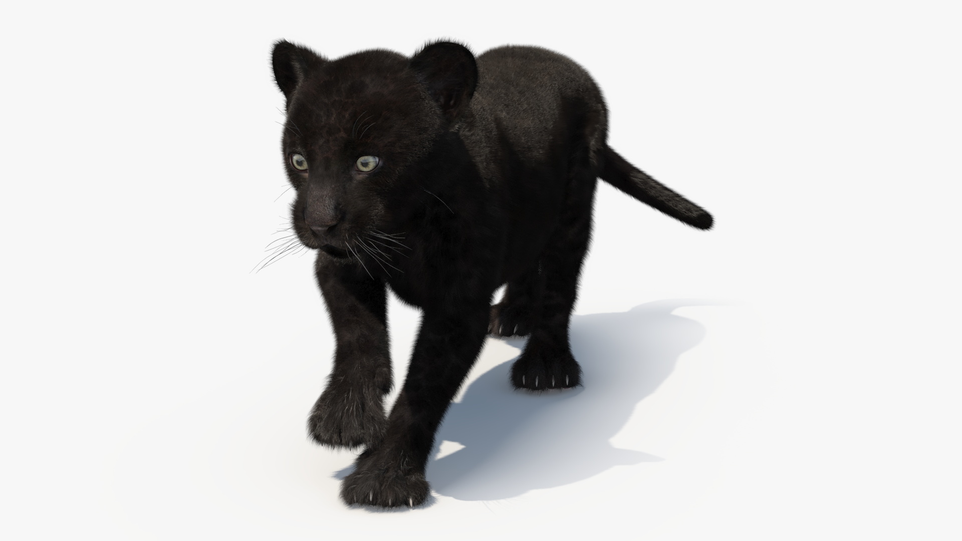 Panther Cub Fur Rigged 3D