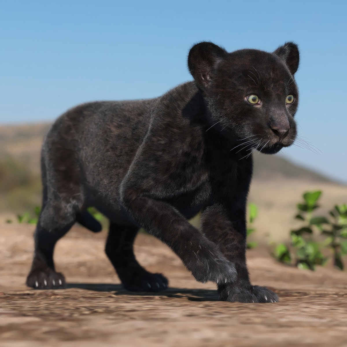 Panther Cub Fur Rigged 3D