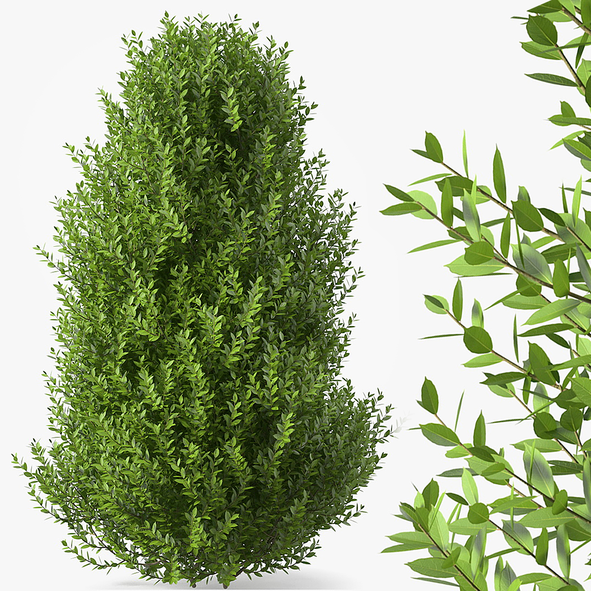 Sweet Bay Laurel Bush