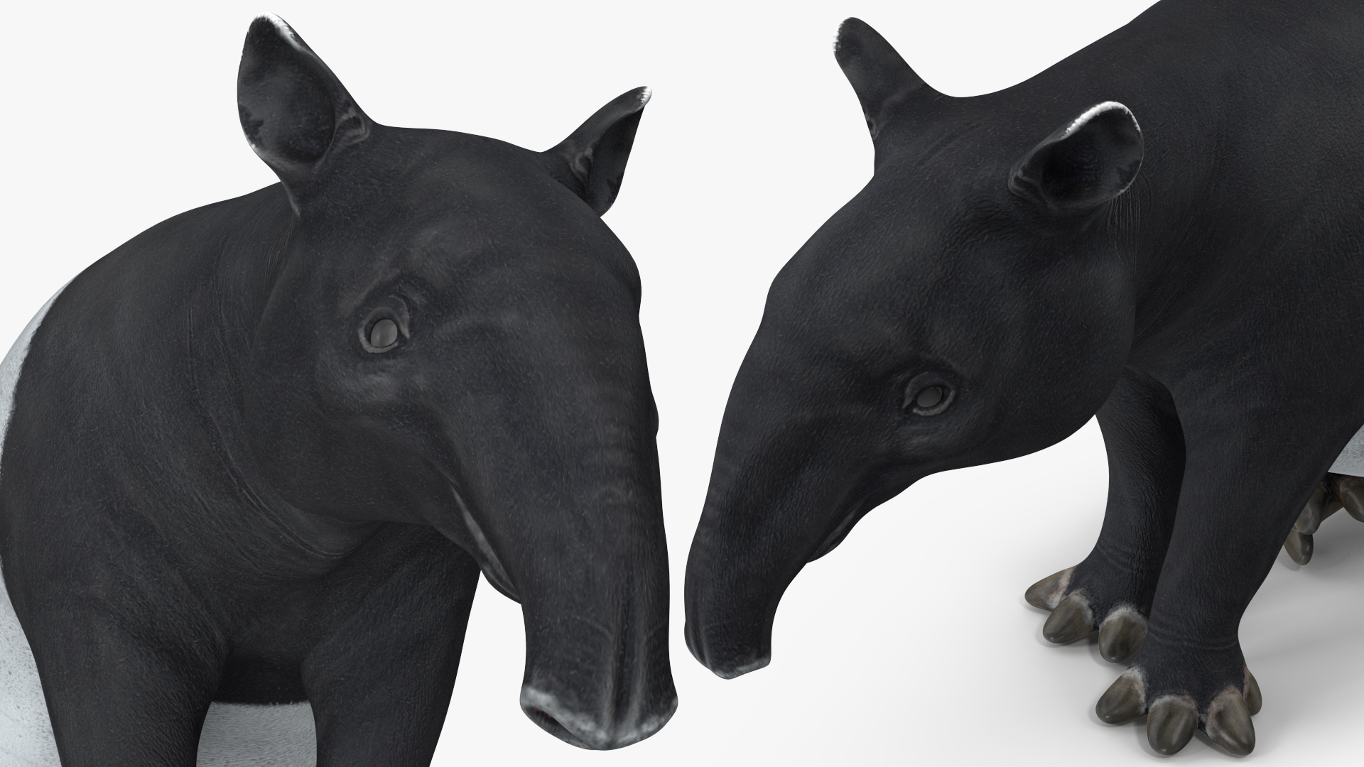 3D Tapir Rigged for Maya