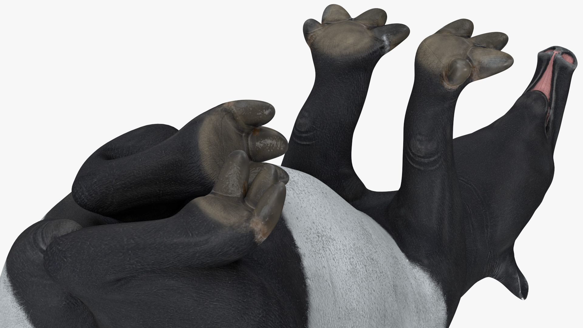 3D Tapir Rigged for Maya