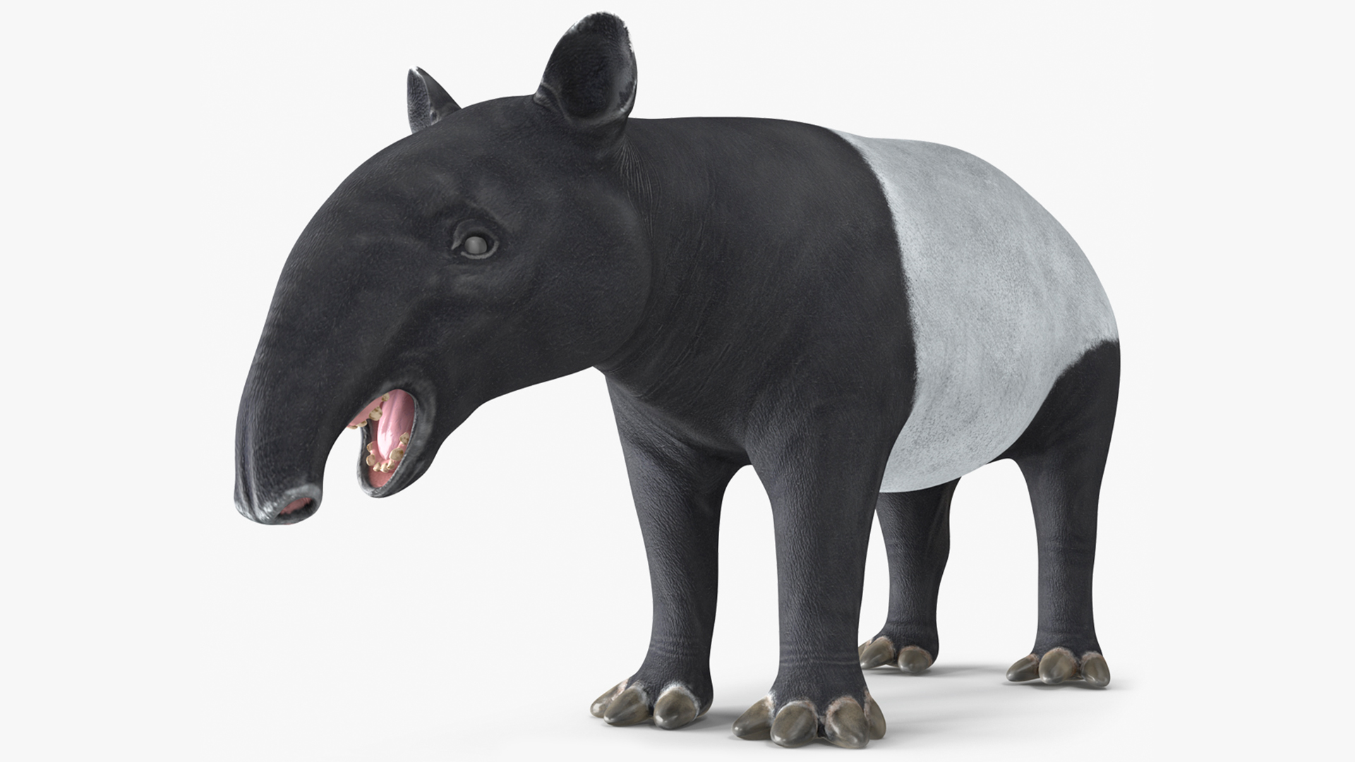 3D Tapir Rigged for Maya