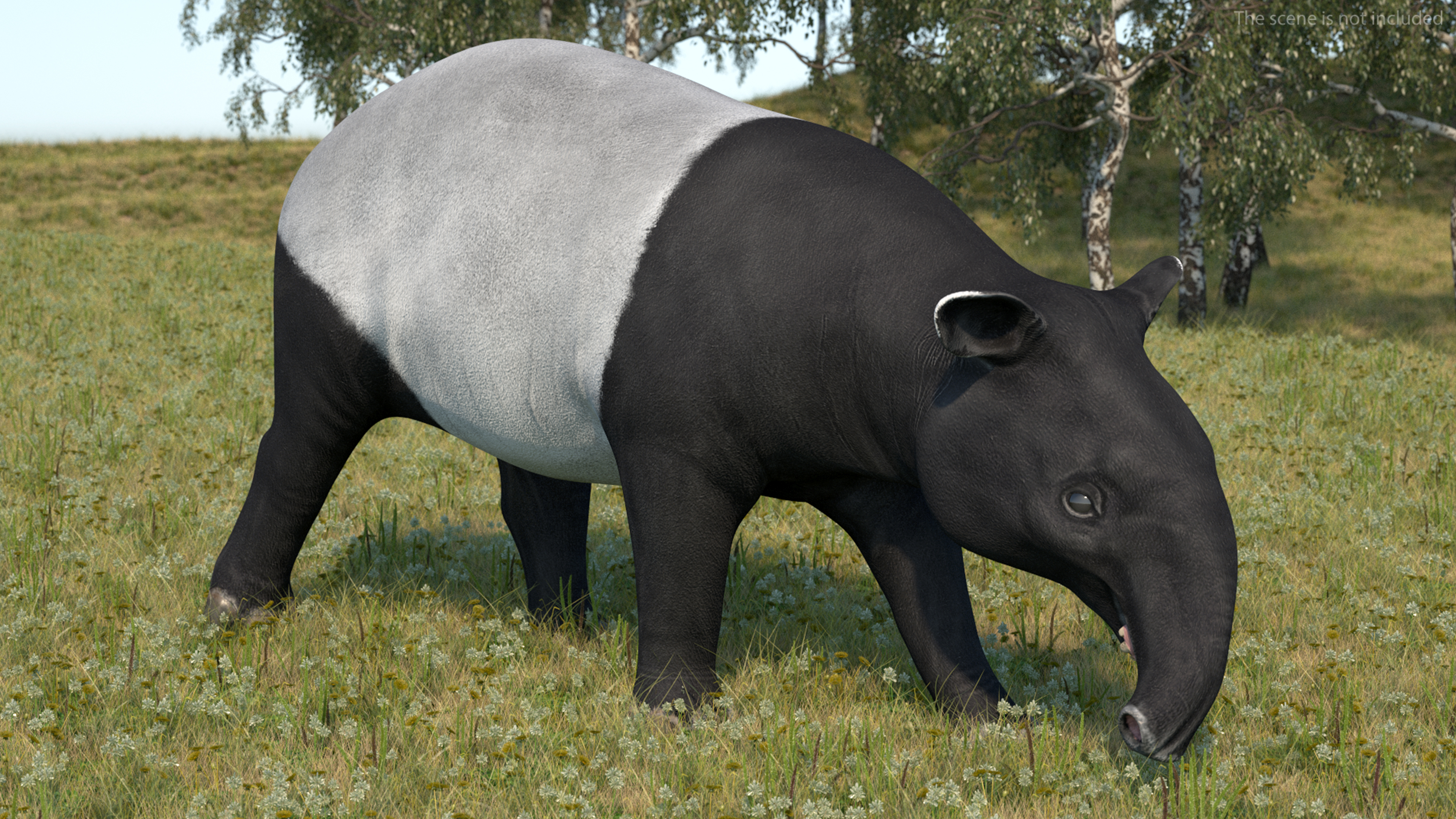 3D Tapir Rigged for Maya