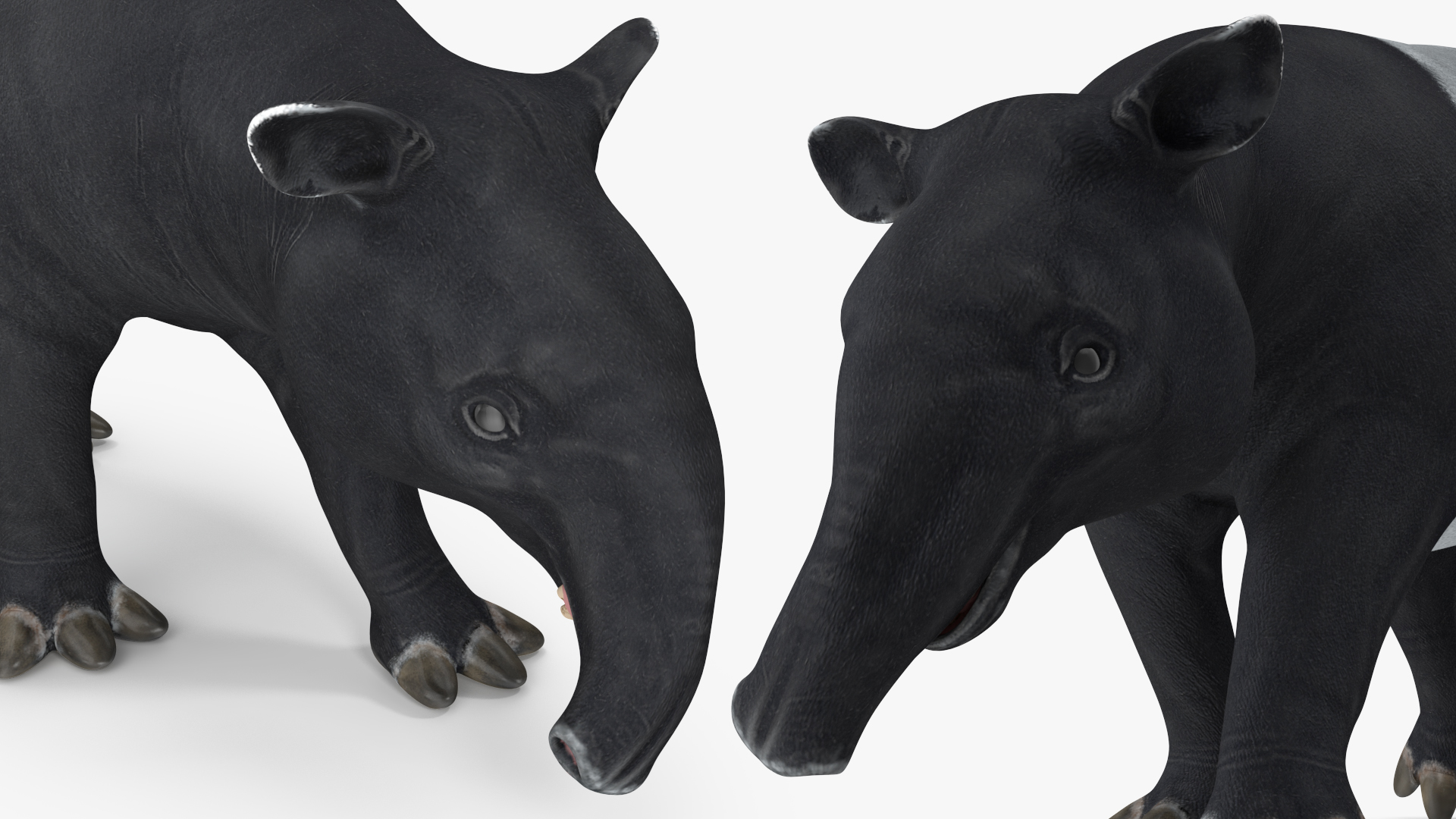 3D Tapir Rigged for Maya