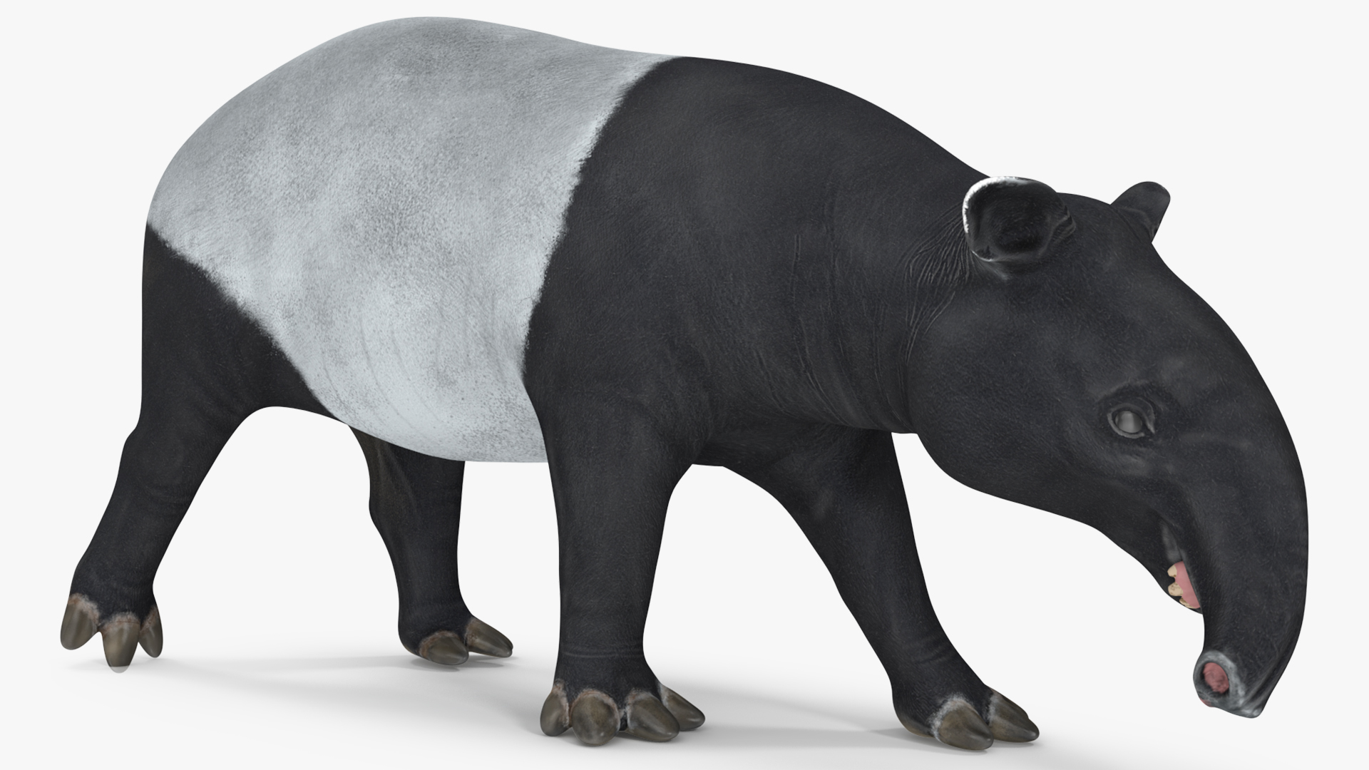 3D Tapir Rigged for Maya