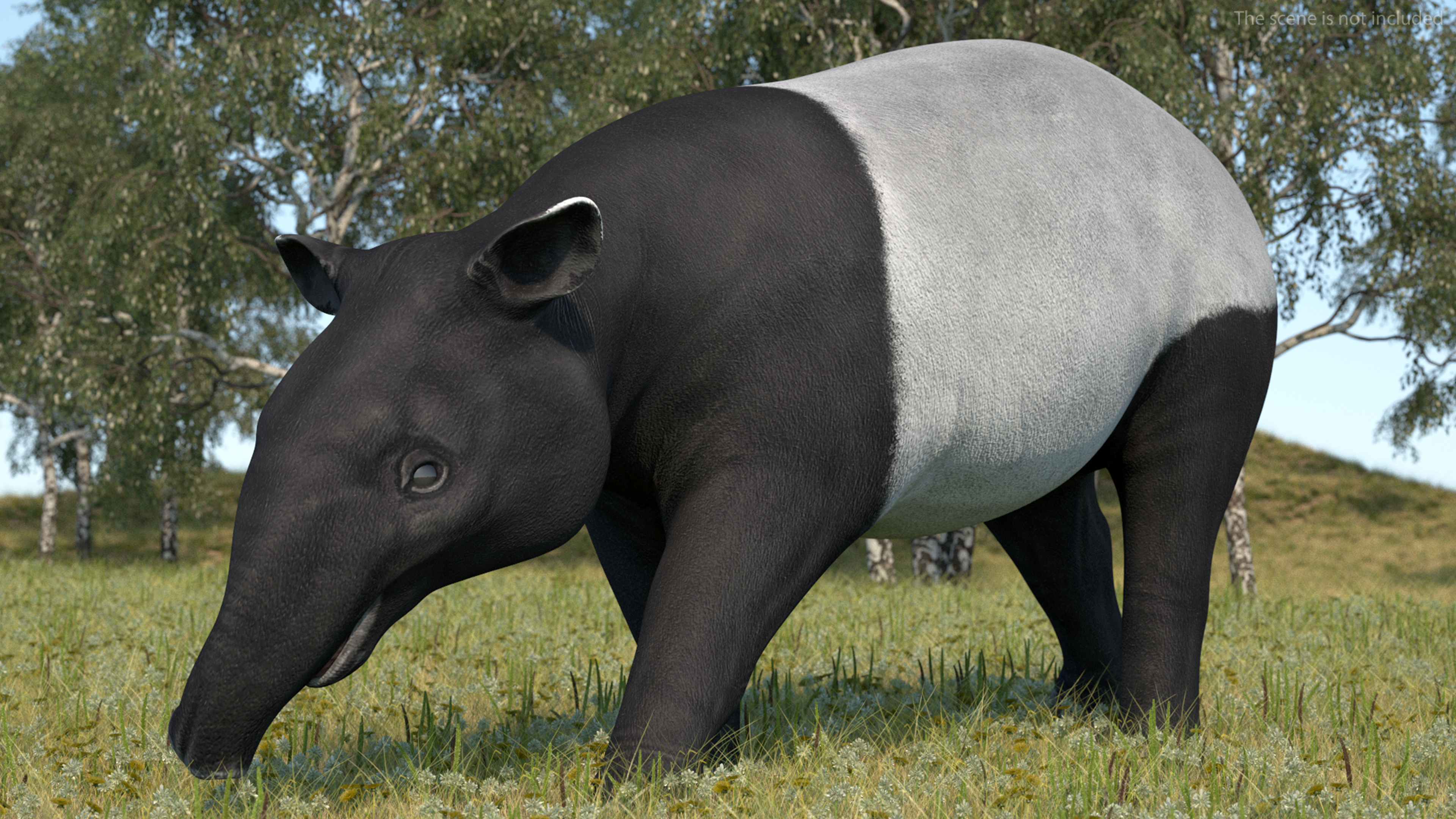 3D Tapir Rigged for Maya