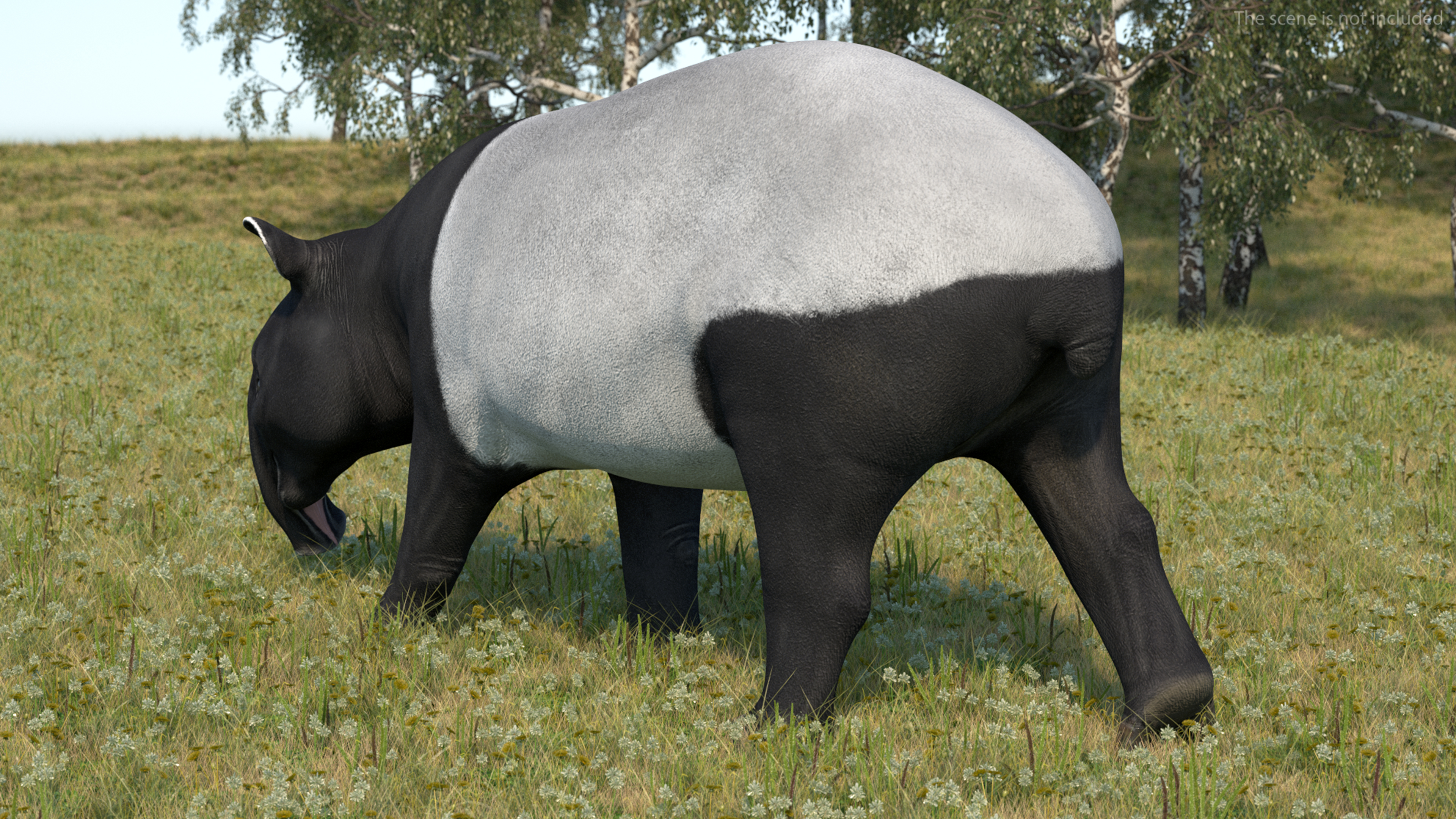 3D Tapir Rigged for Maya