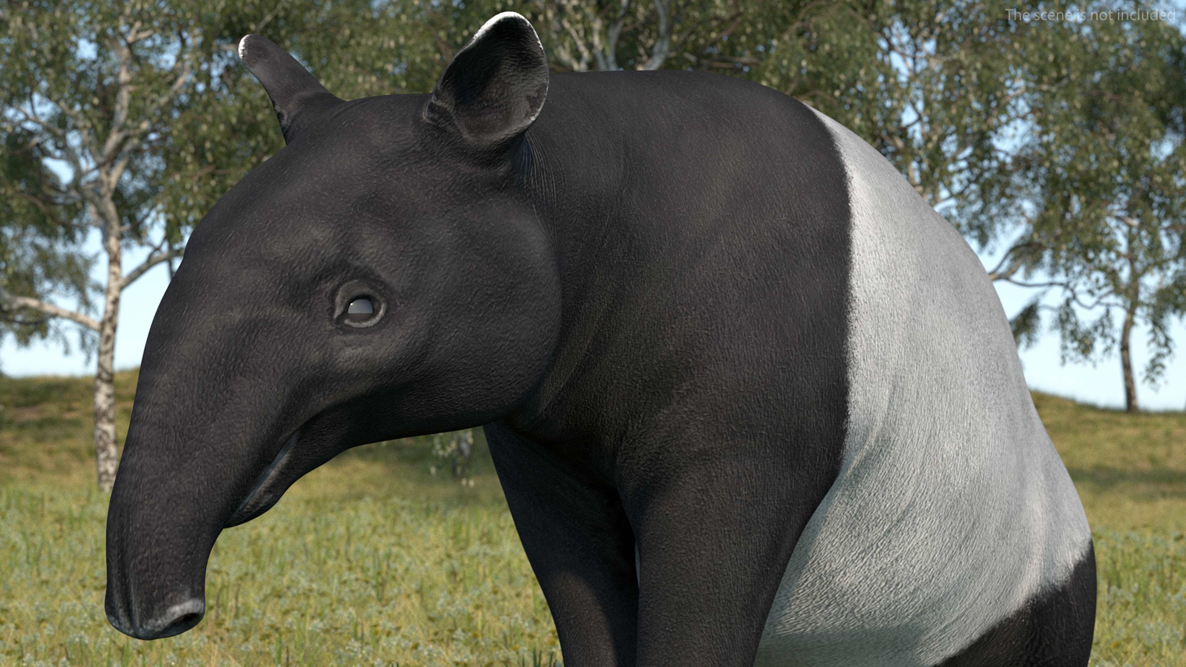 3D Tapir Rigged for Maya