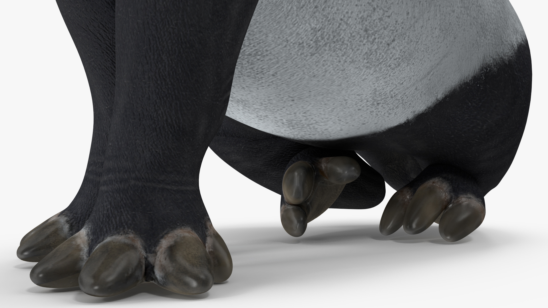 3D Tapir Rigged for Maya