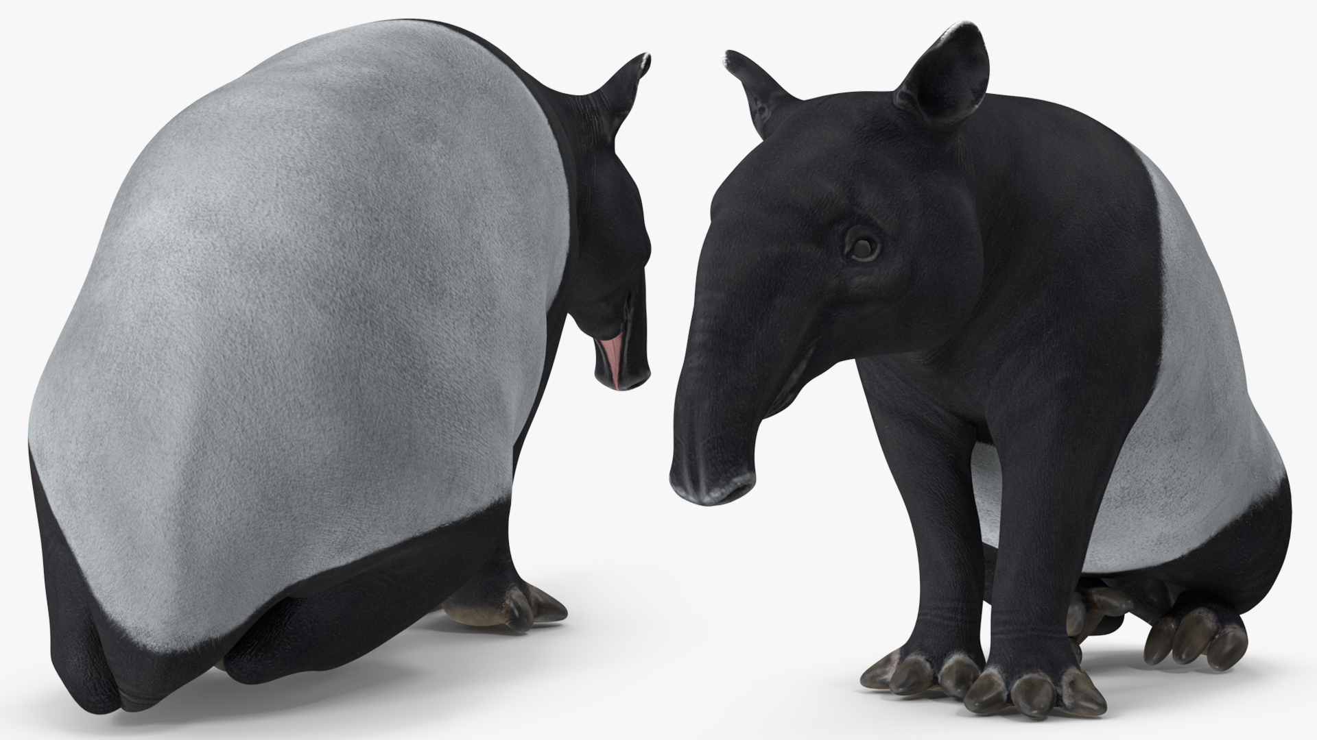 3D Tapir Rigged for Maya