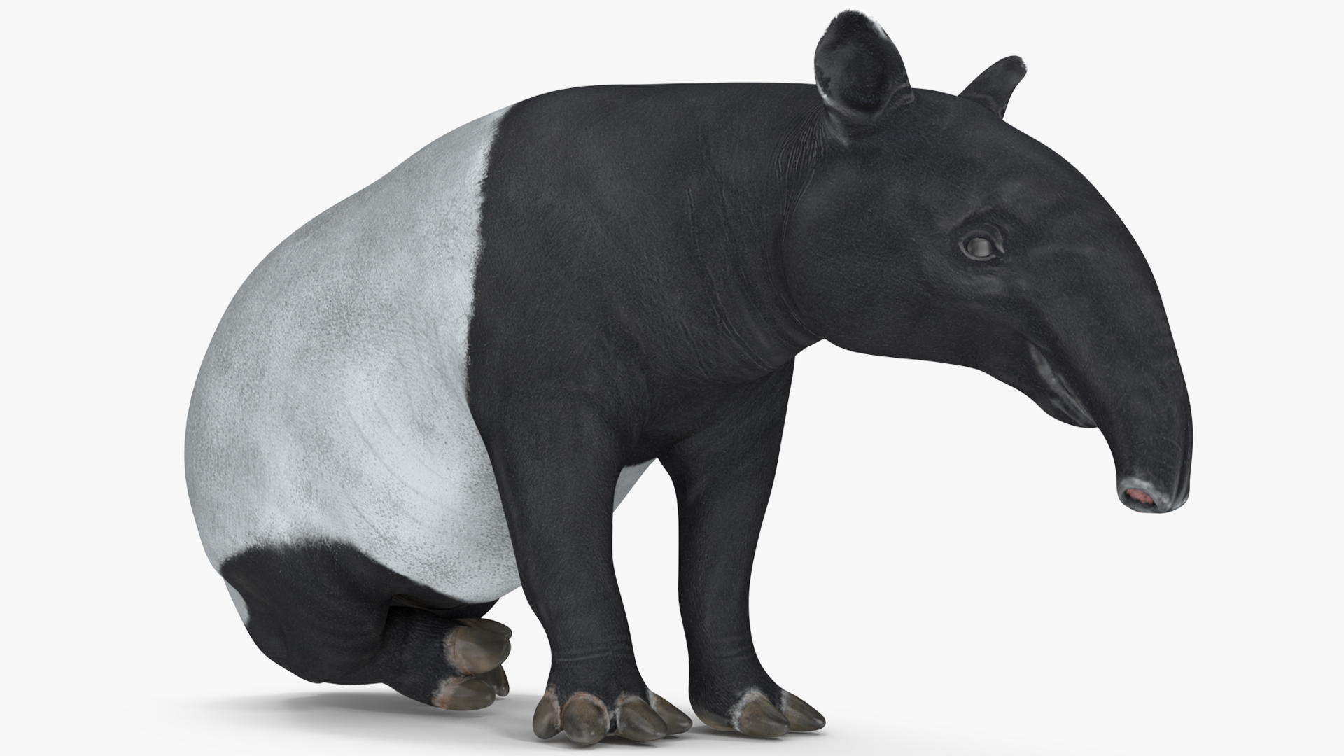 3D Tapir Rigged for Maya
