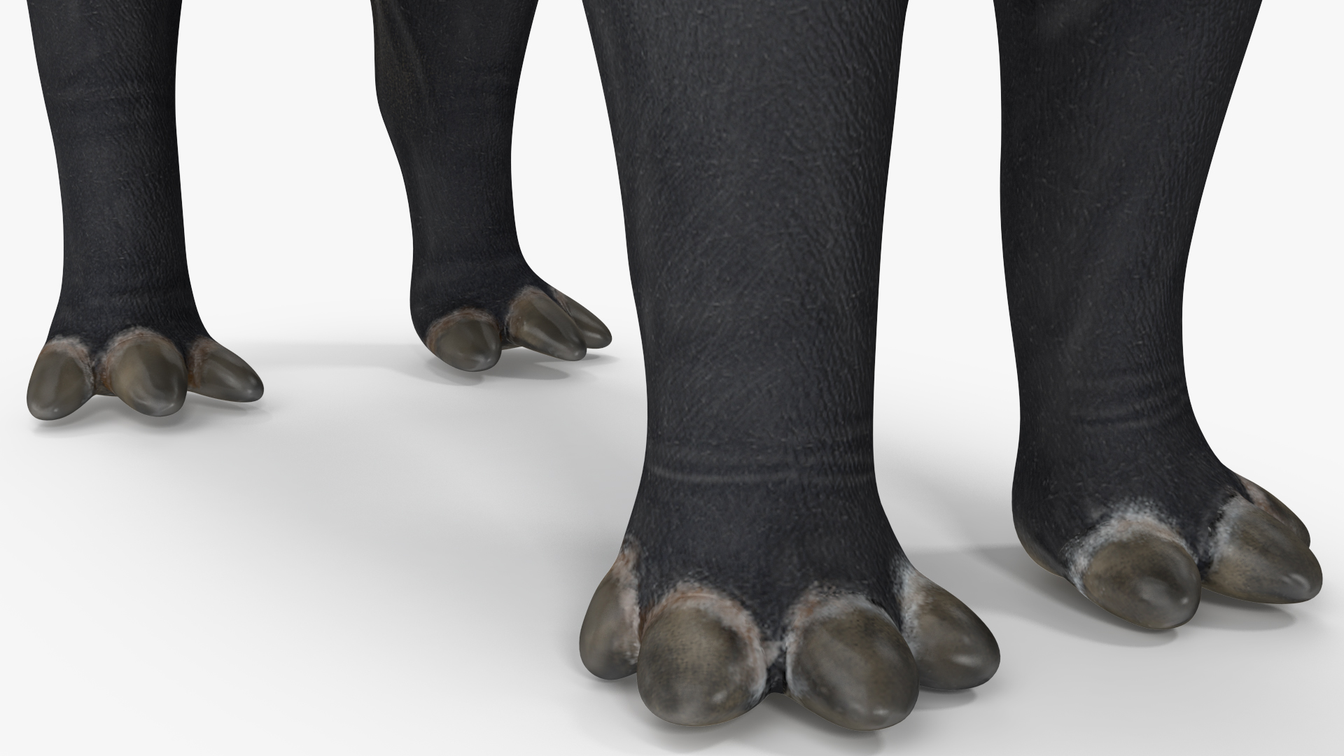 3D Tapir Rigged for Maya