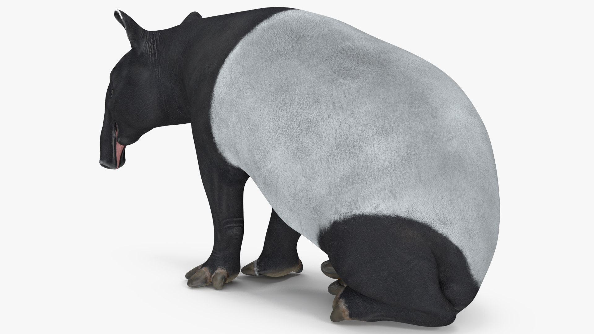 3D Tapir Rigged for Maya