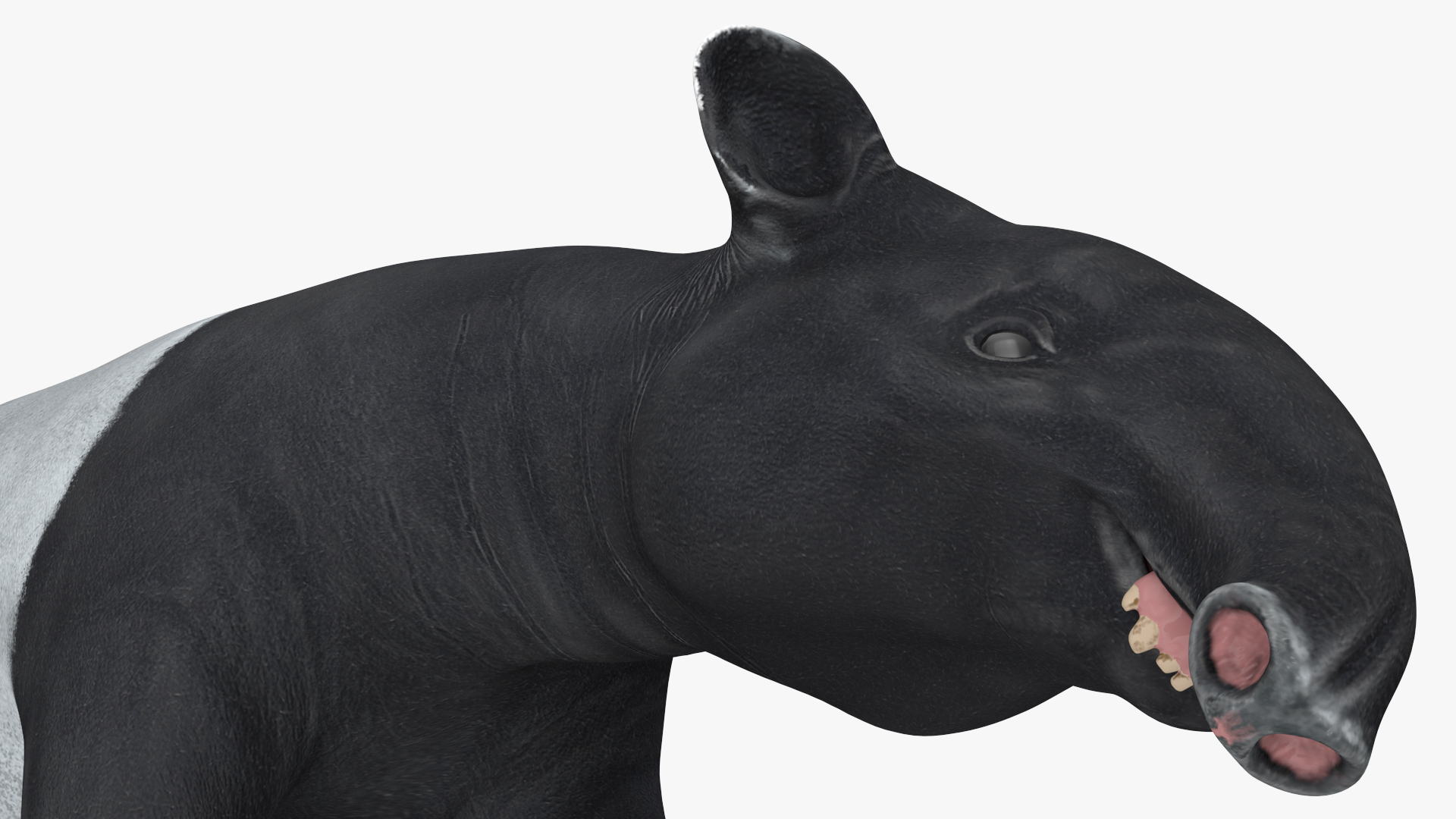 3D Tapir Rigged for Maya
