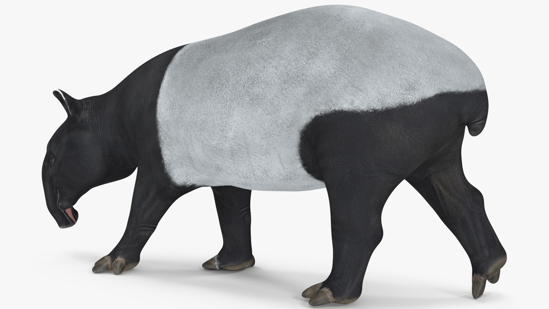 3D Tapir Rigged for Maya