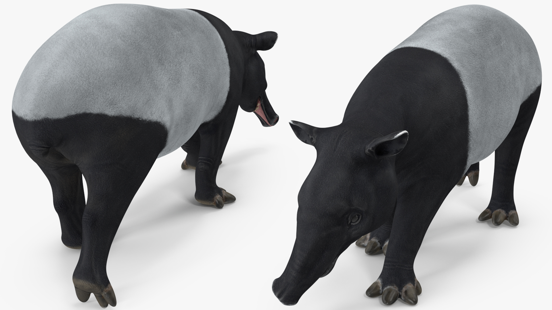 3D Tapir Rigged for Maya