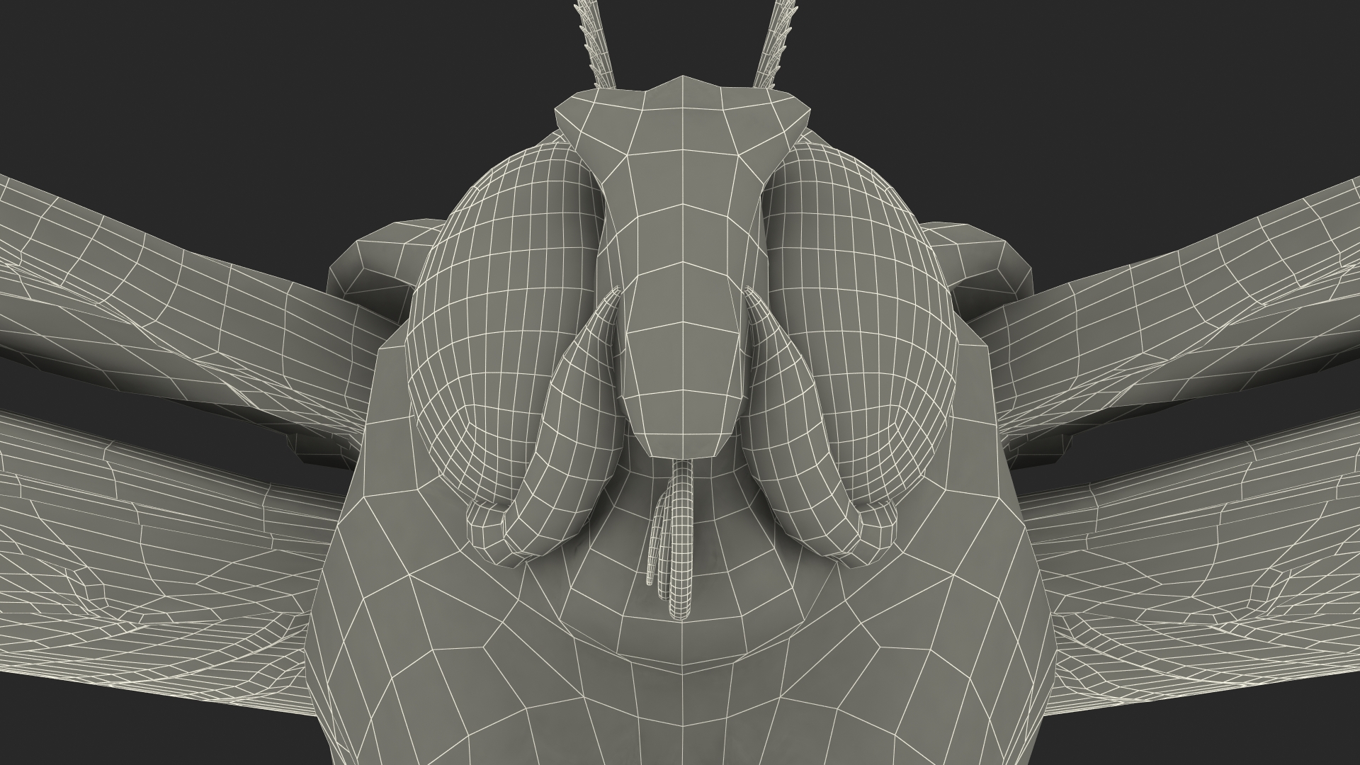 3D Animated Owl Moth Flight Rigged