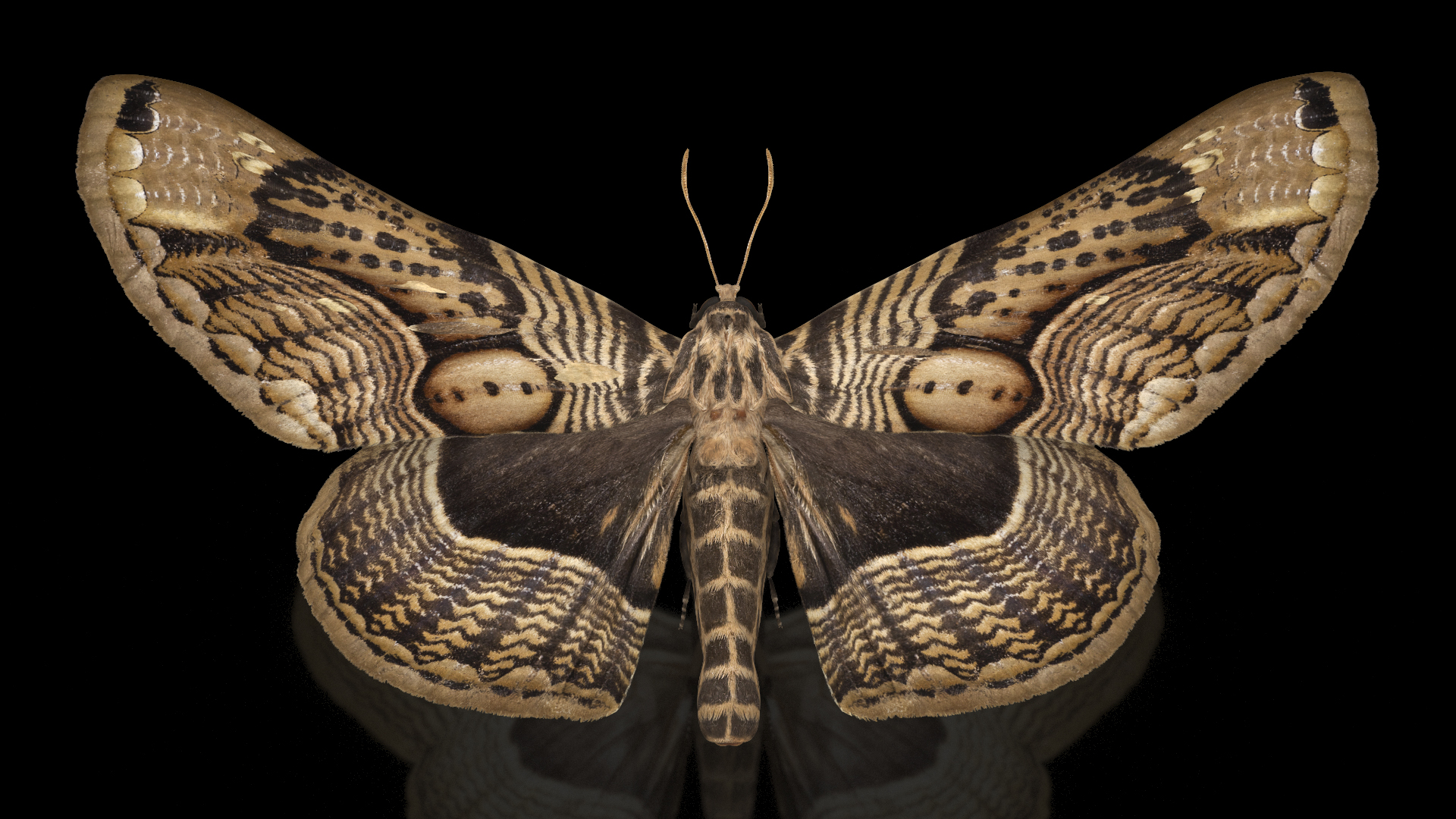 3D Animated Owl Moth Flight Rigged