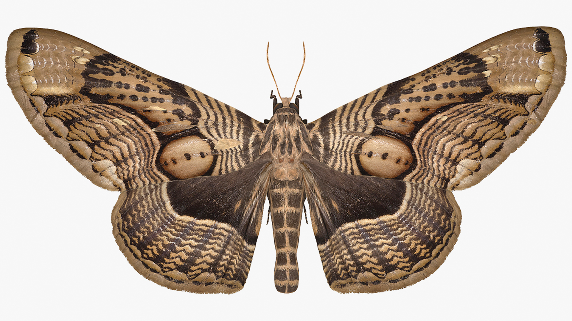 3D Animated Owl Moth Flight Rigged