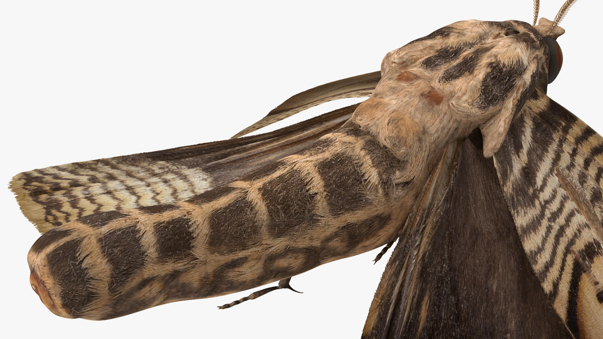 3D Animated Owl Moth Flight Rigged