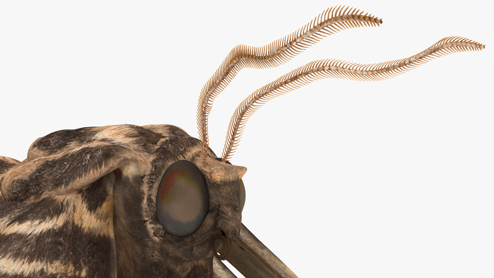 3D Animated Owl Moth Flight Rigged