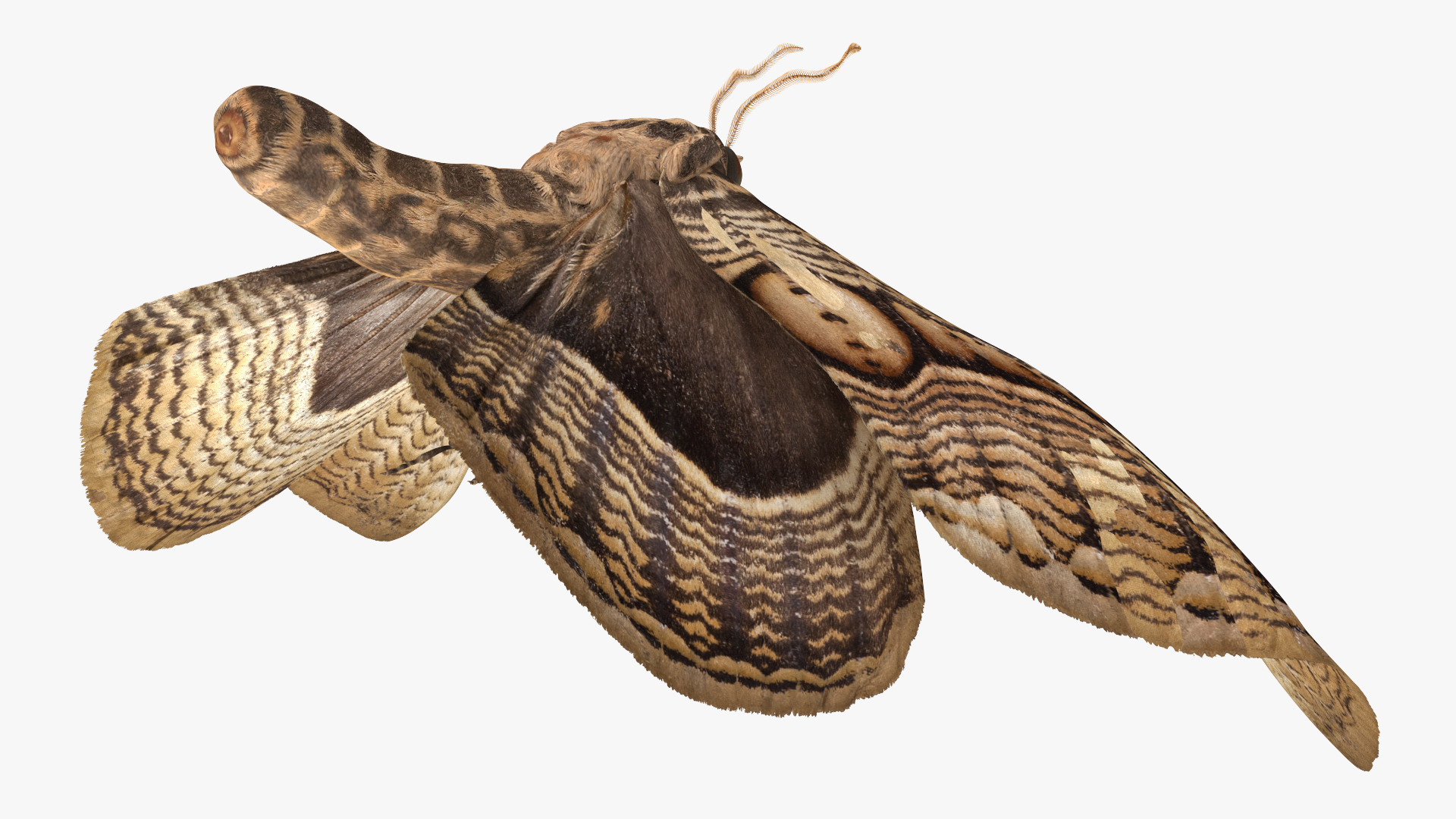 3D Animated Owl Moth Flight Rigged