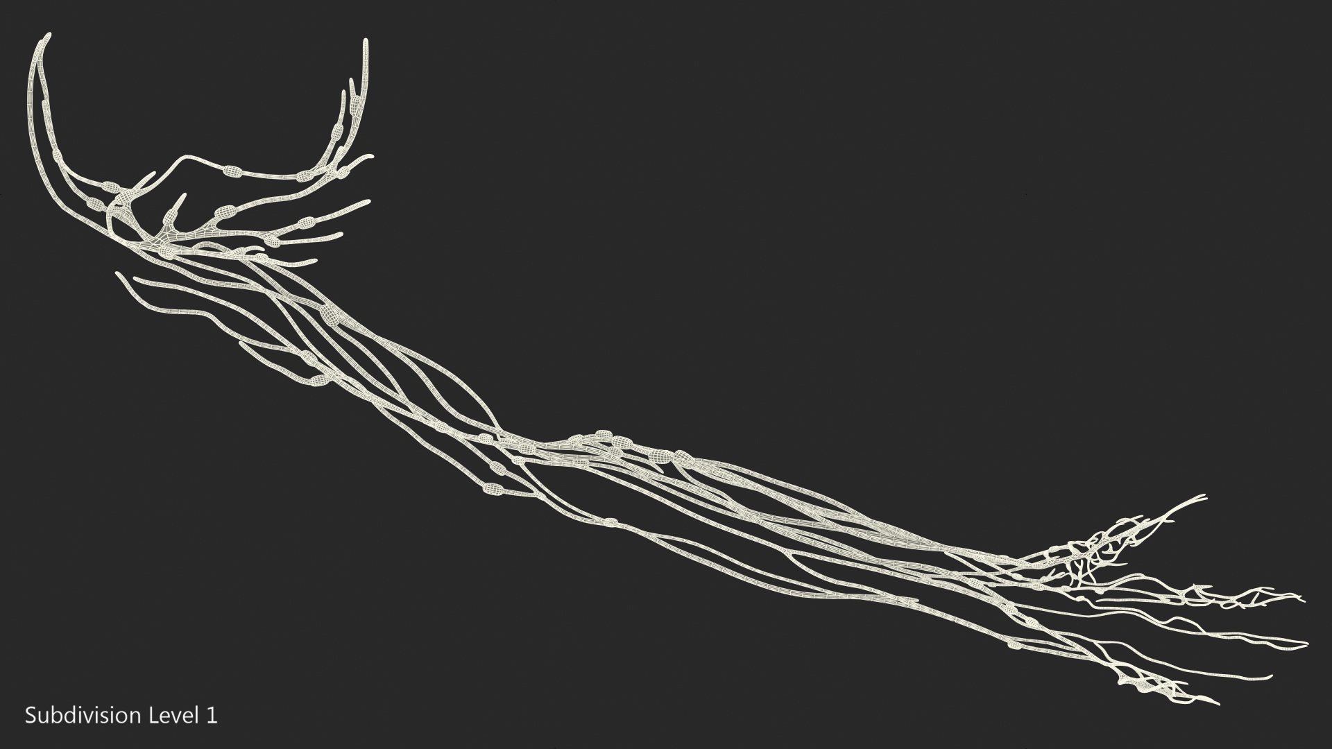 3D Human Arm Lymphatic System