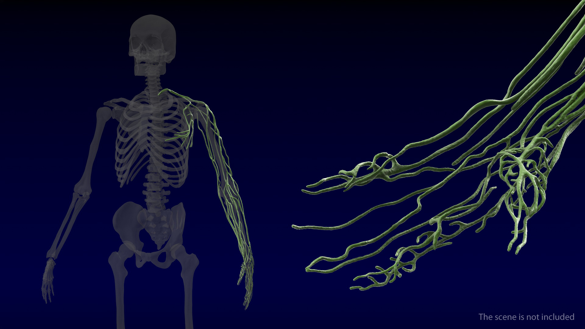 3D Human Arm Lymphatic System