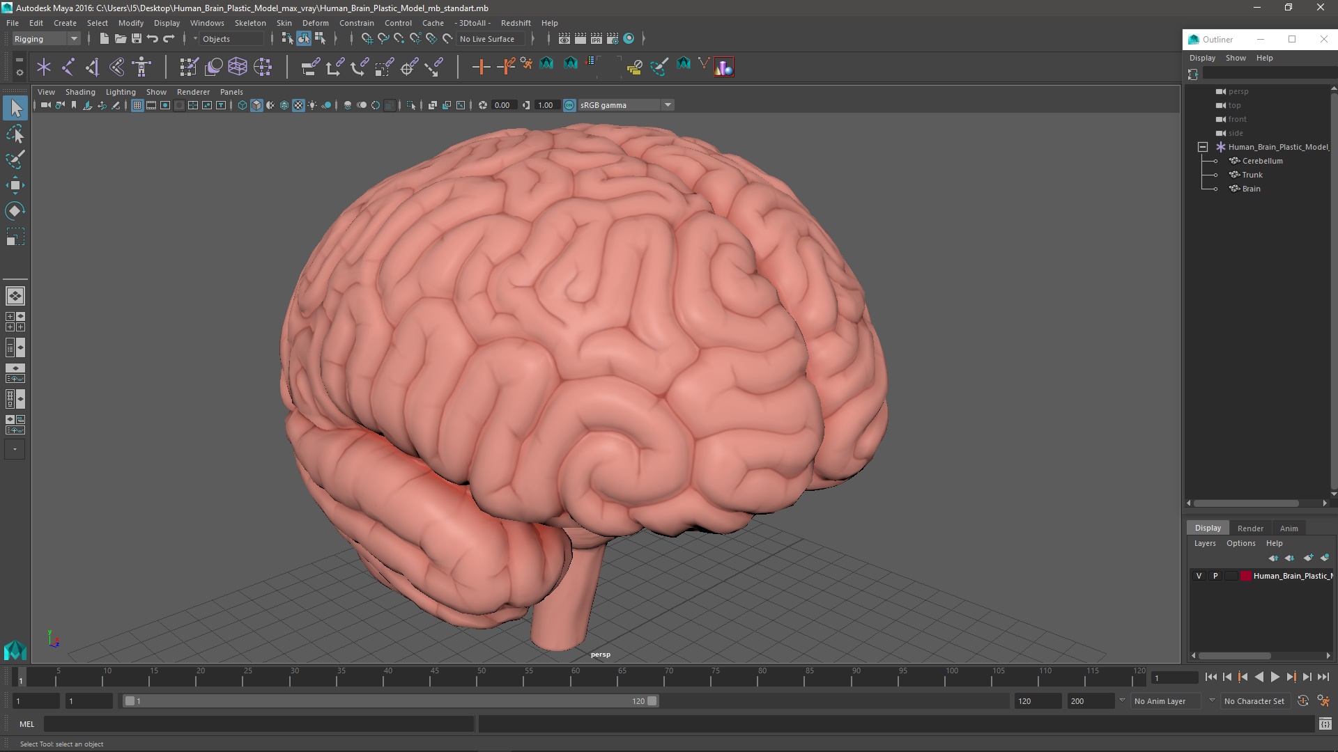 3D Human Brain Plastic Model for 3D Print model