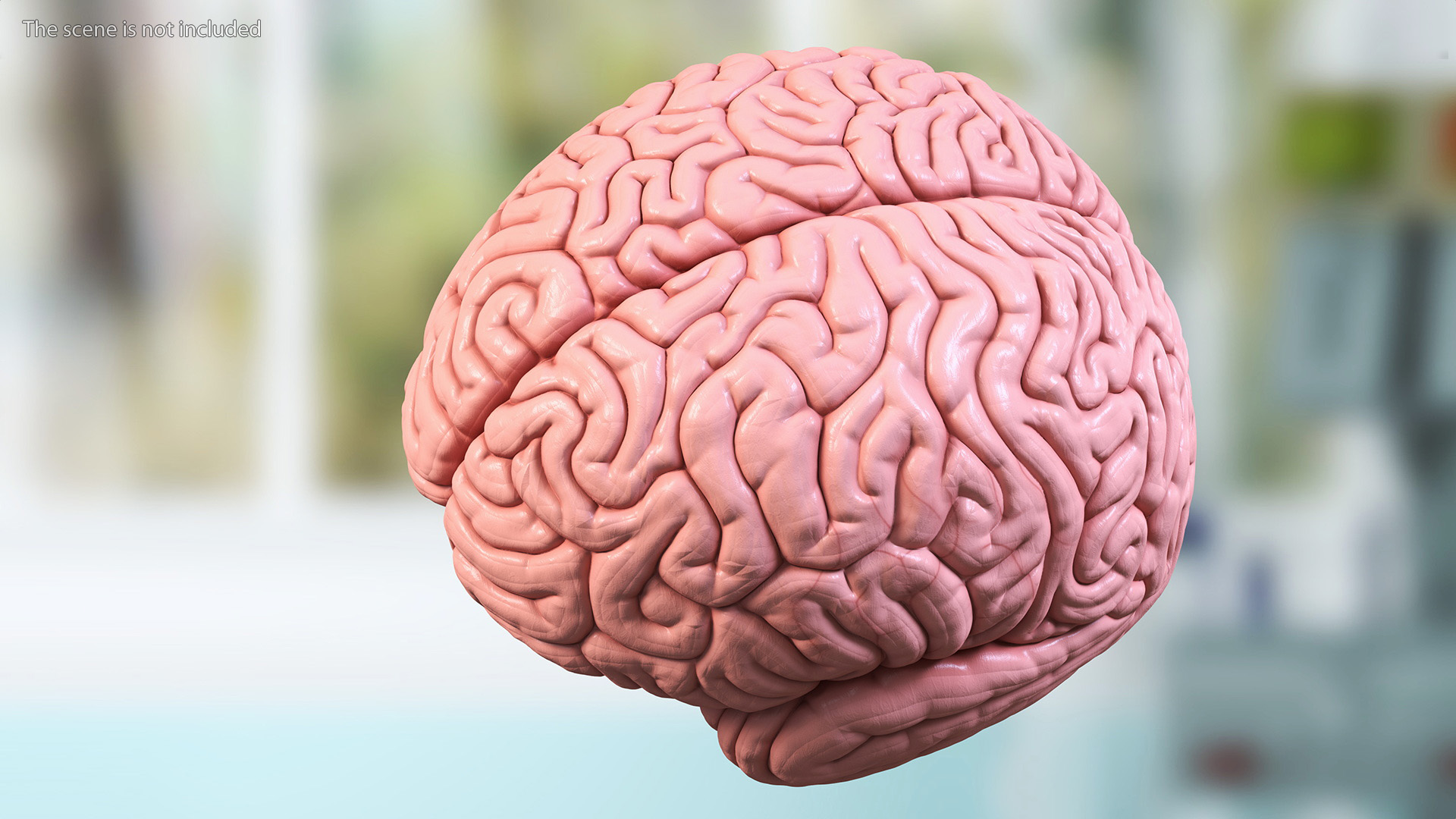 3D Human Brain Plastic Model for 3D Print model