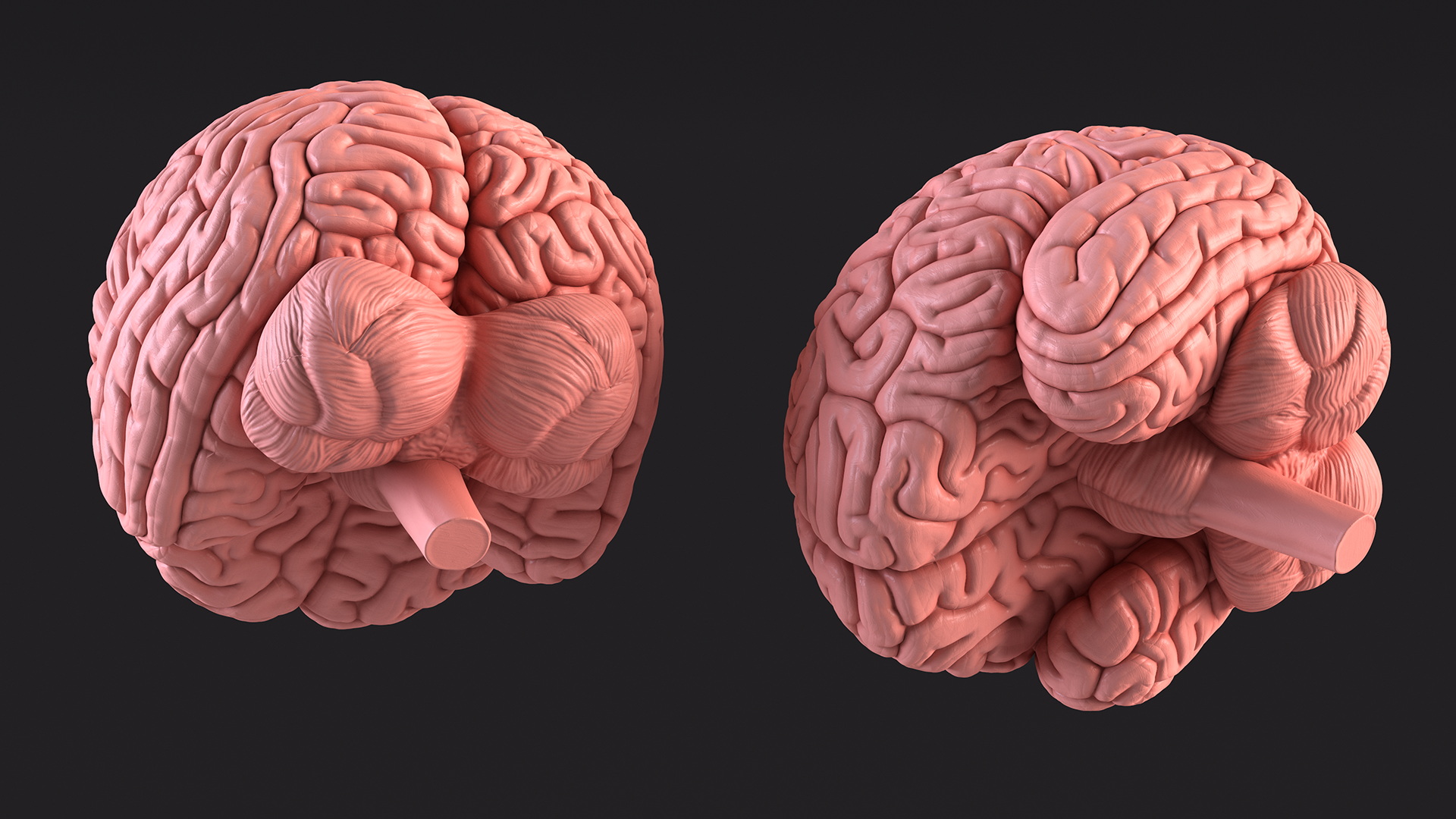 3D Human Brain Plastic Model for 3D Print model