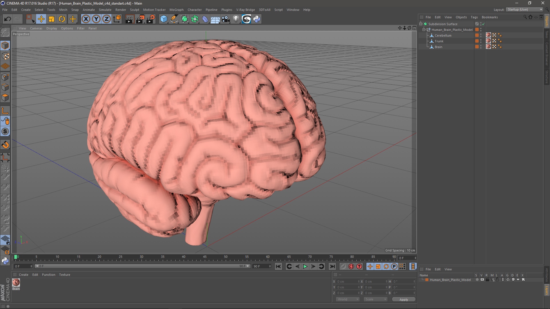3D Human Brain Plastic Model for 3D Print model