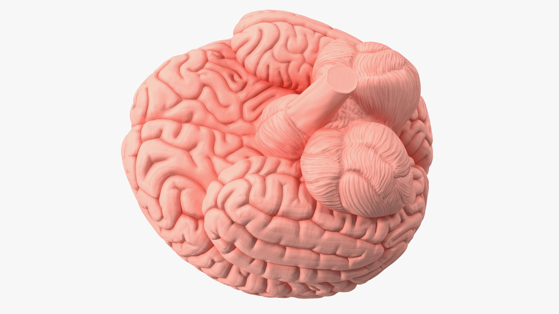 3D Human Brain Plastic Model for 3D Print model