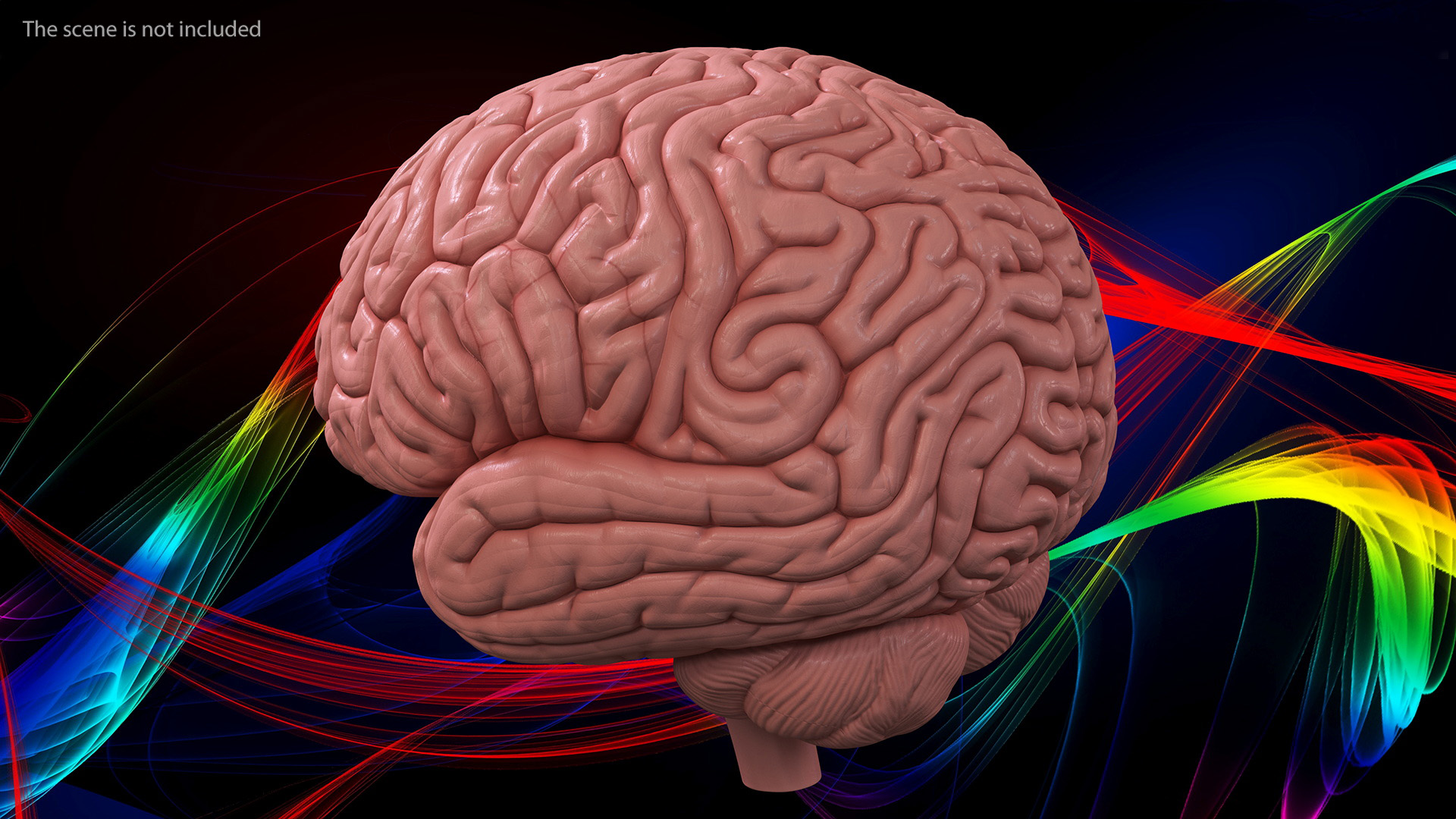 3D Human Brain Plastic Model for 3D Print model