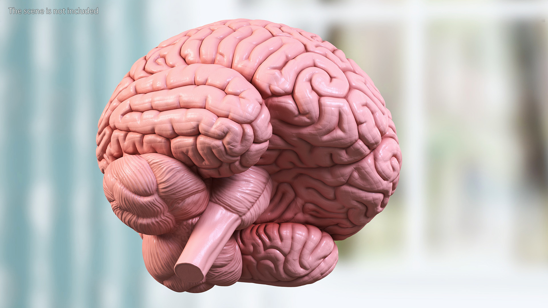 3D Human Brain Plastic Model for 3D Print model