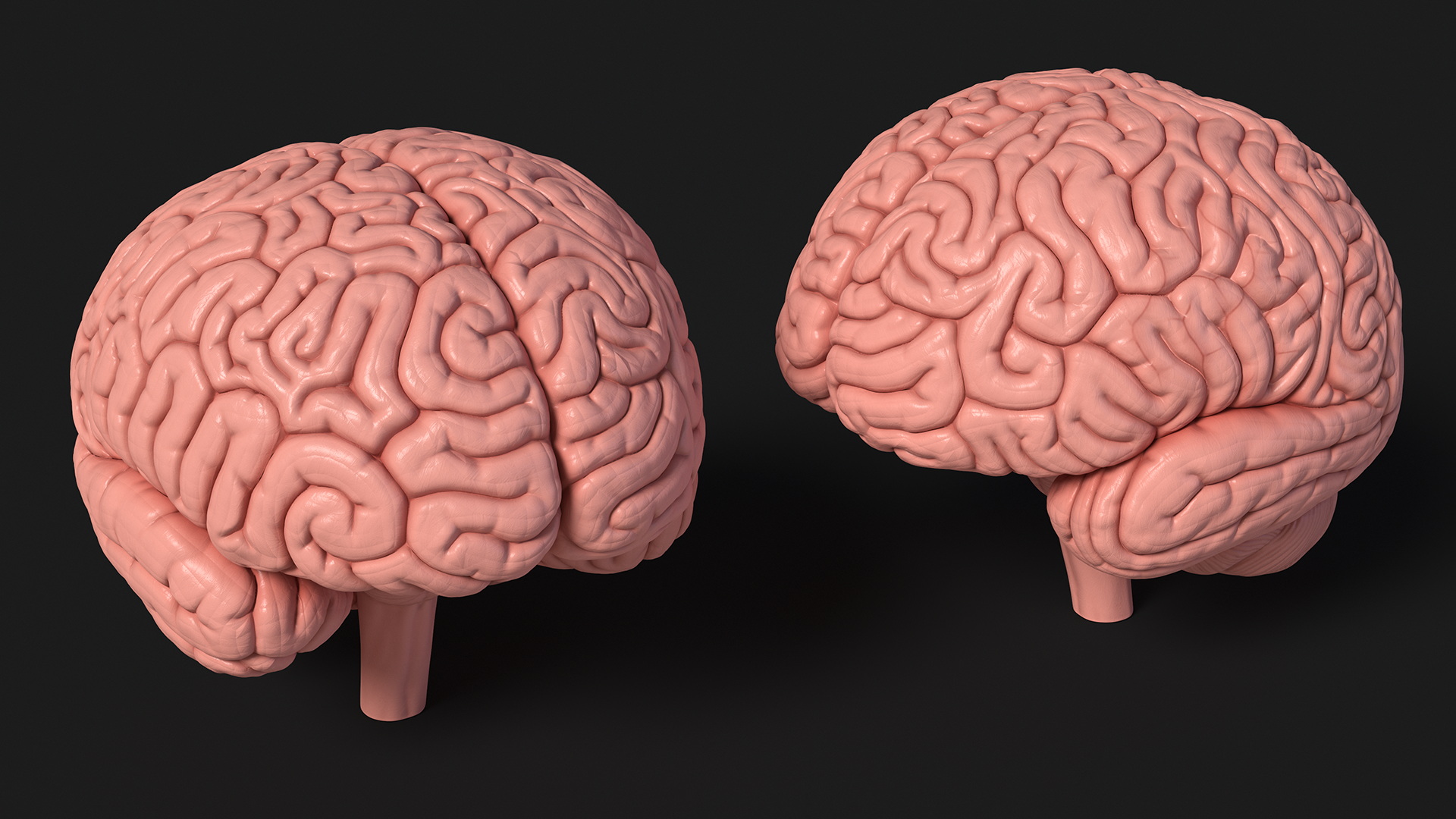 3D Human Brain Plastic Model for 3D Print model
