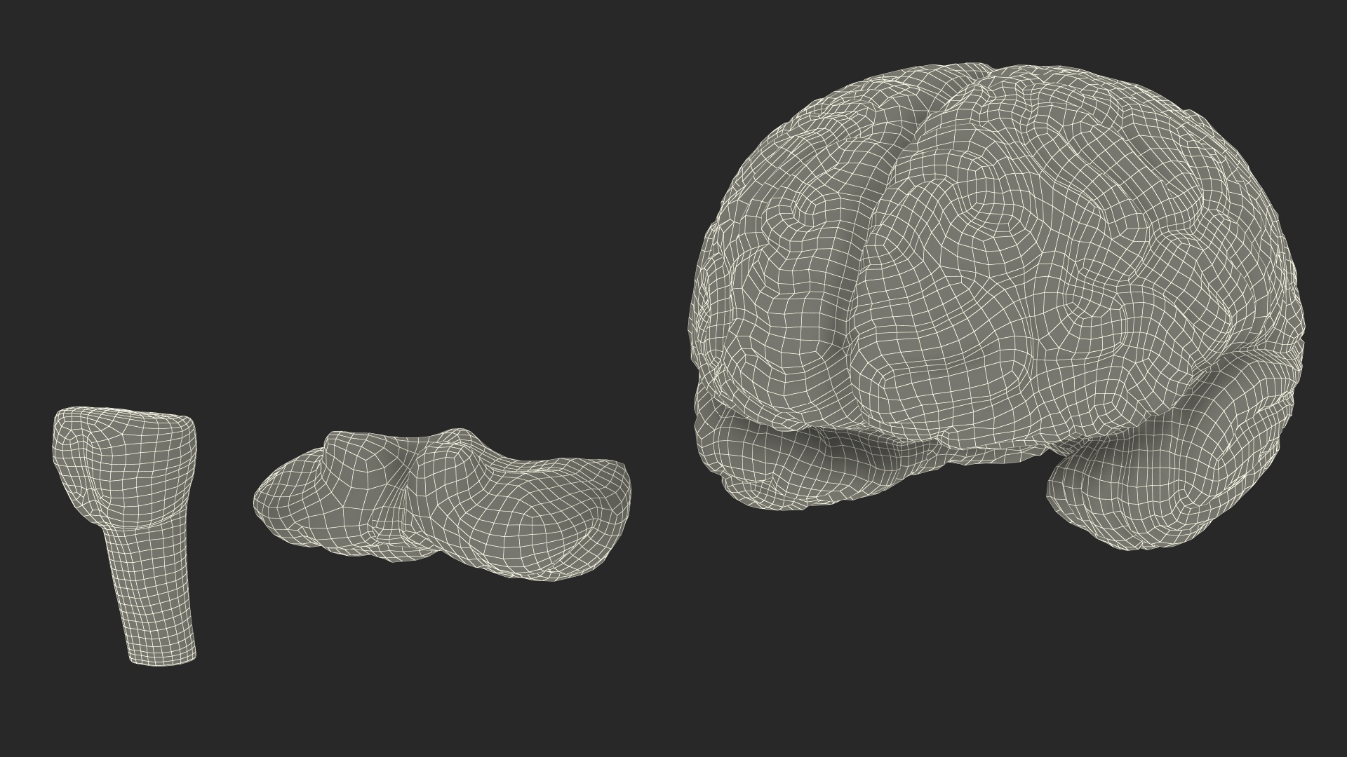 3D Human Brain Plastic Model for 3D Print model